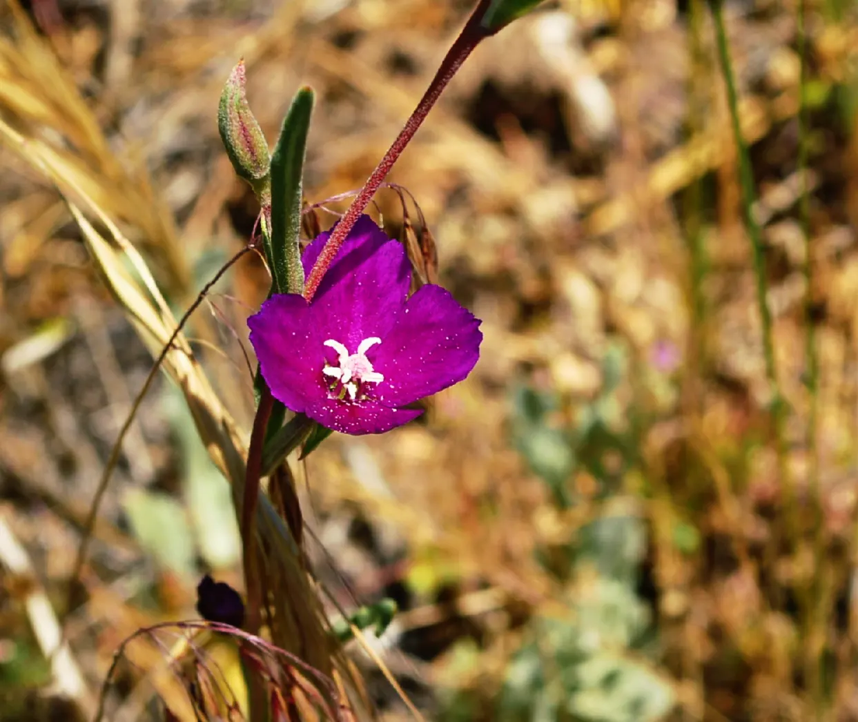 Western Clarkia (Clarkia Purpurea) — each blossom forming a cup shape with four distinct petals