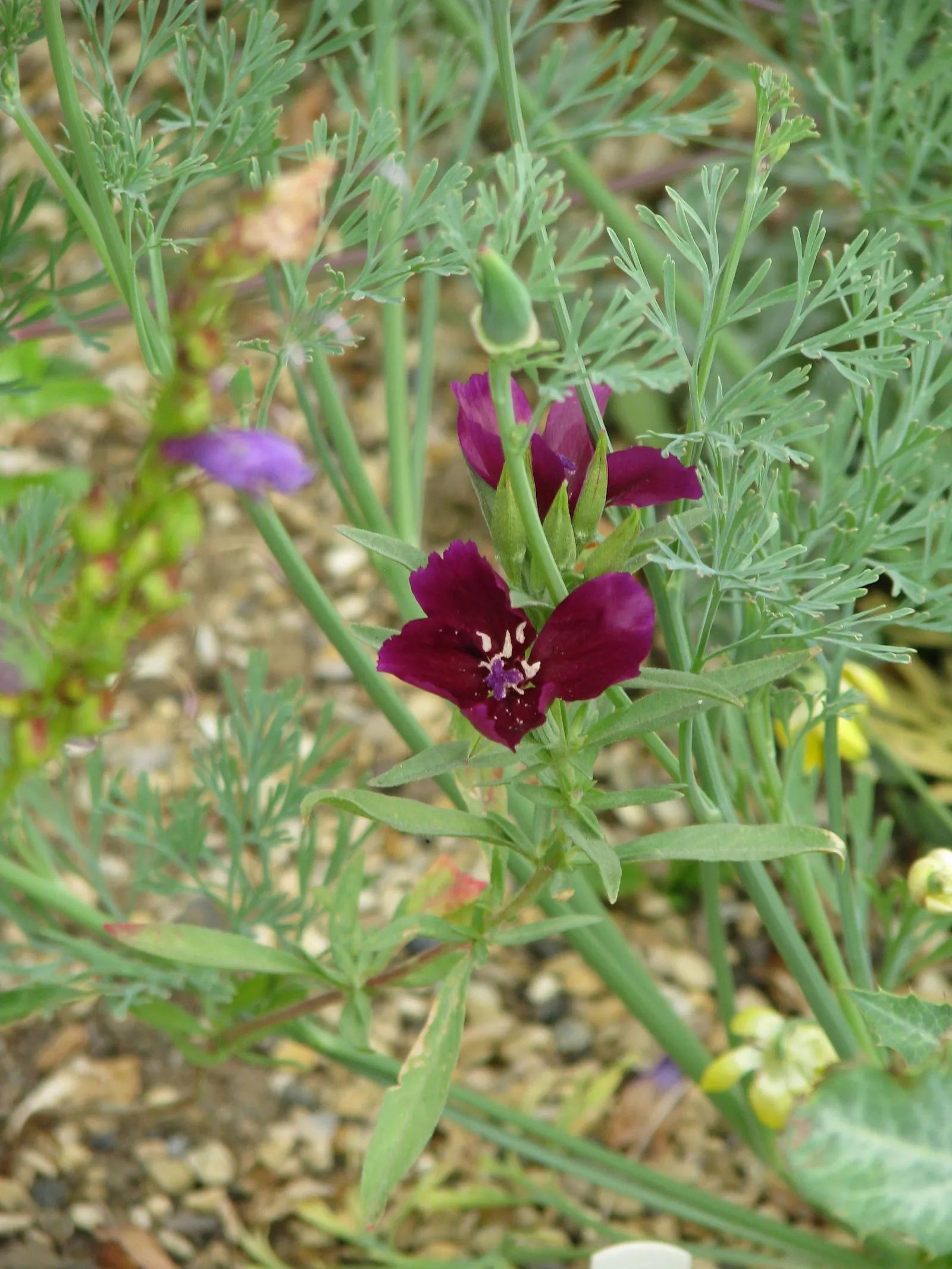 Western Clarkia (Clarkia Purpurea) — Often a staple in native and drought-tolerant gardens