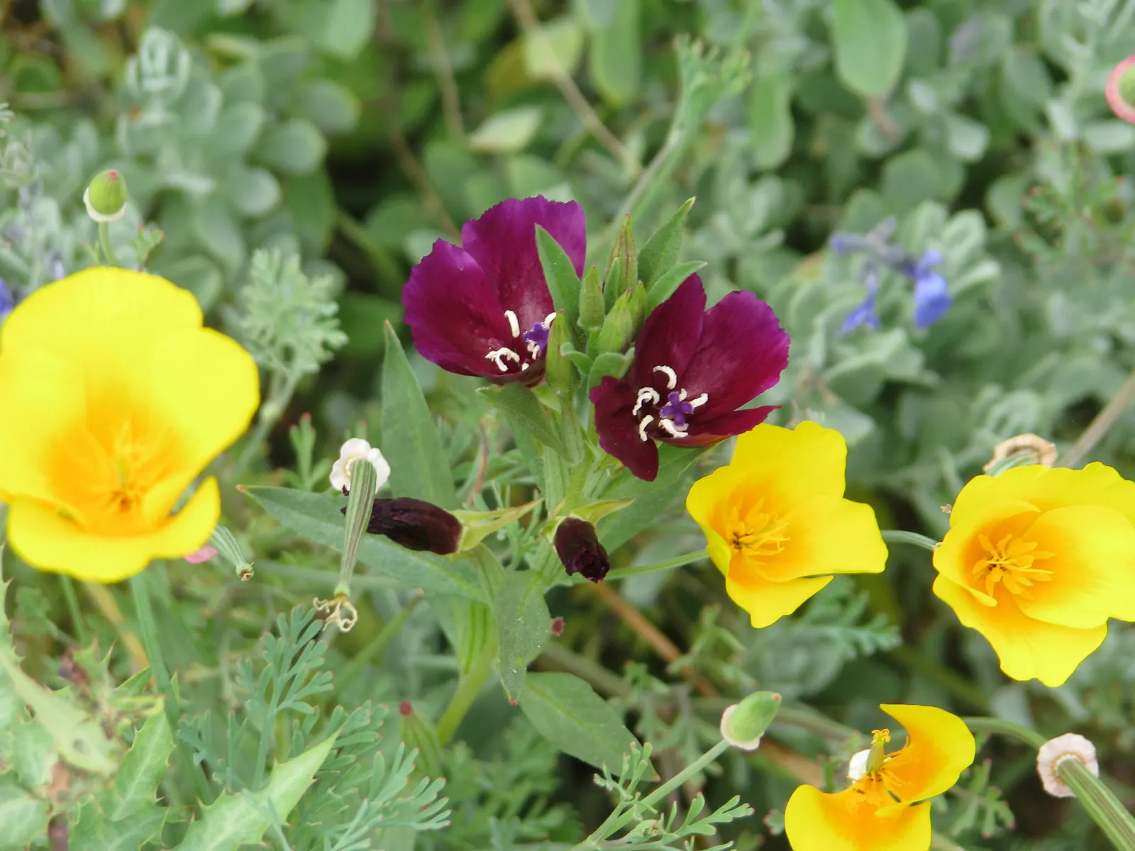 Western Clarkia (Clarkia Purpurea) — known scientifically as Clarkia purpurea