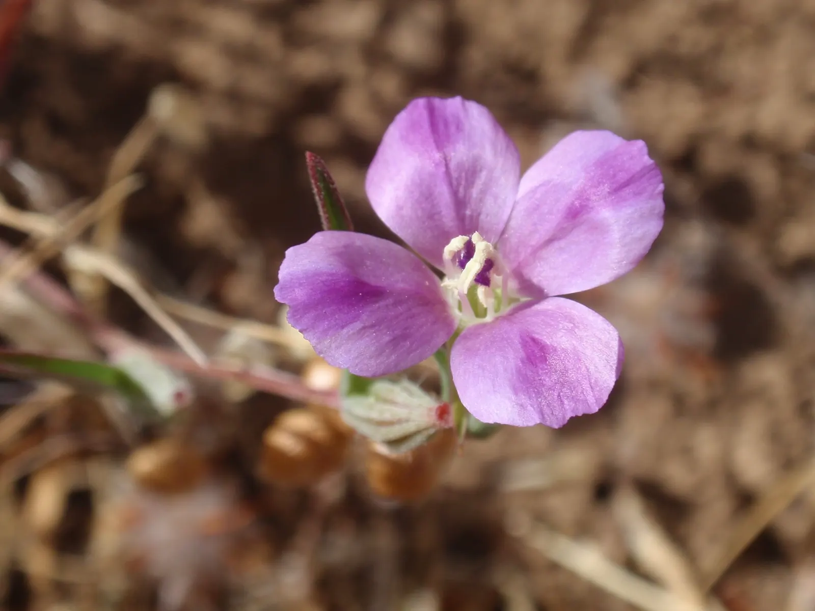 Western Clarkia (Clarkia Purpurea) — it adds vibrant color and a wildflower charm to any garden space