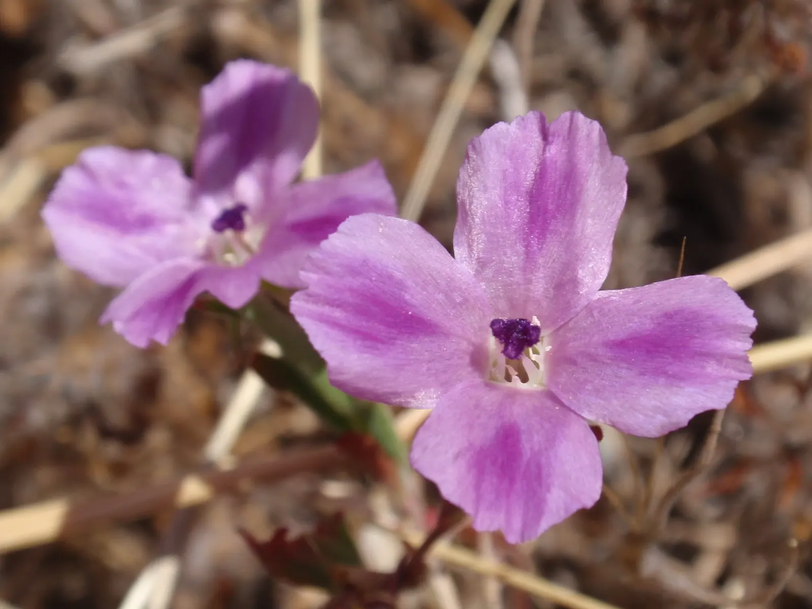 Western Clarkia (Clarkia Purpurea) — Blooms appear late spring to summer, attracting butterflies and hummingbirds
