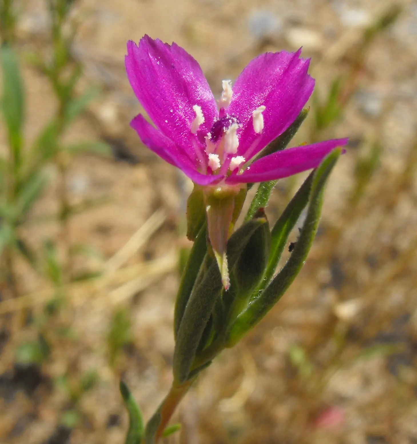 Western Clarkia (Clarkia Purpurea) — Western Clarkia (Clarkia purpurea) is a notable California native