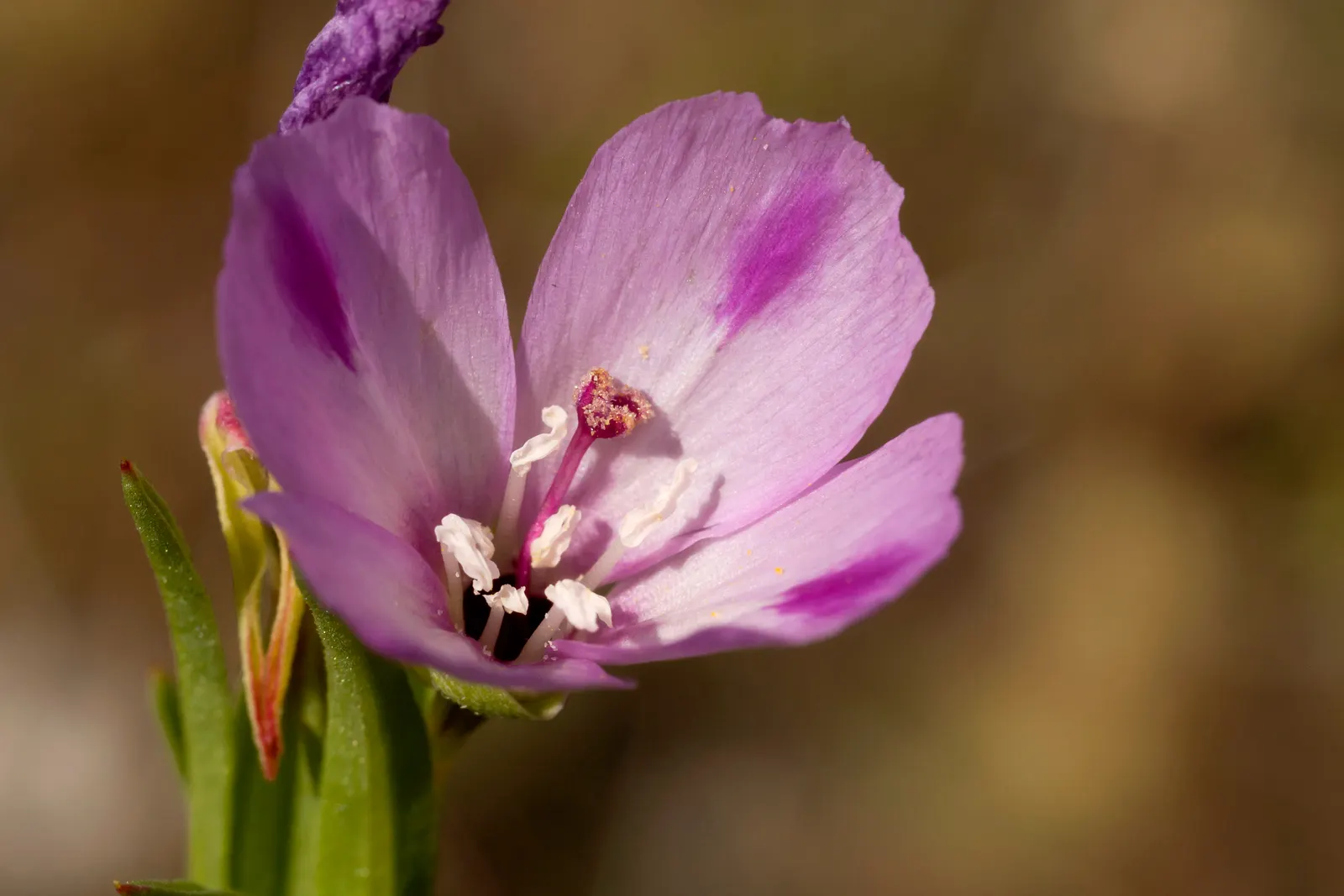 Western Clarkia (Clarkia Purpurea) — Reaching a modest height of up to 3 feet with a similar spread