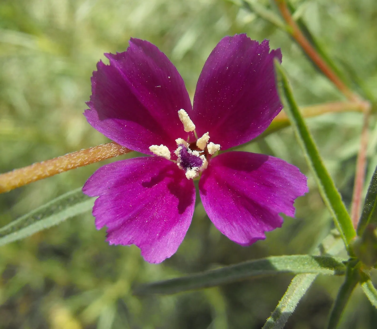 Western Clarkia (Clarkia Purpurea) — flourishing in sunny spots and thriving in well-drained soil
