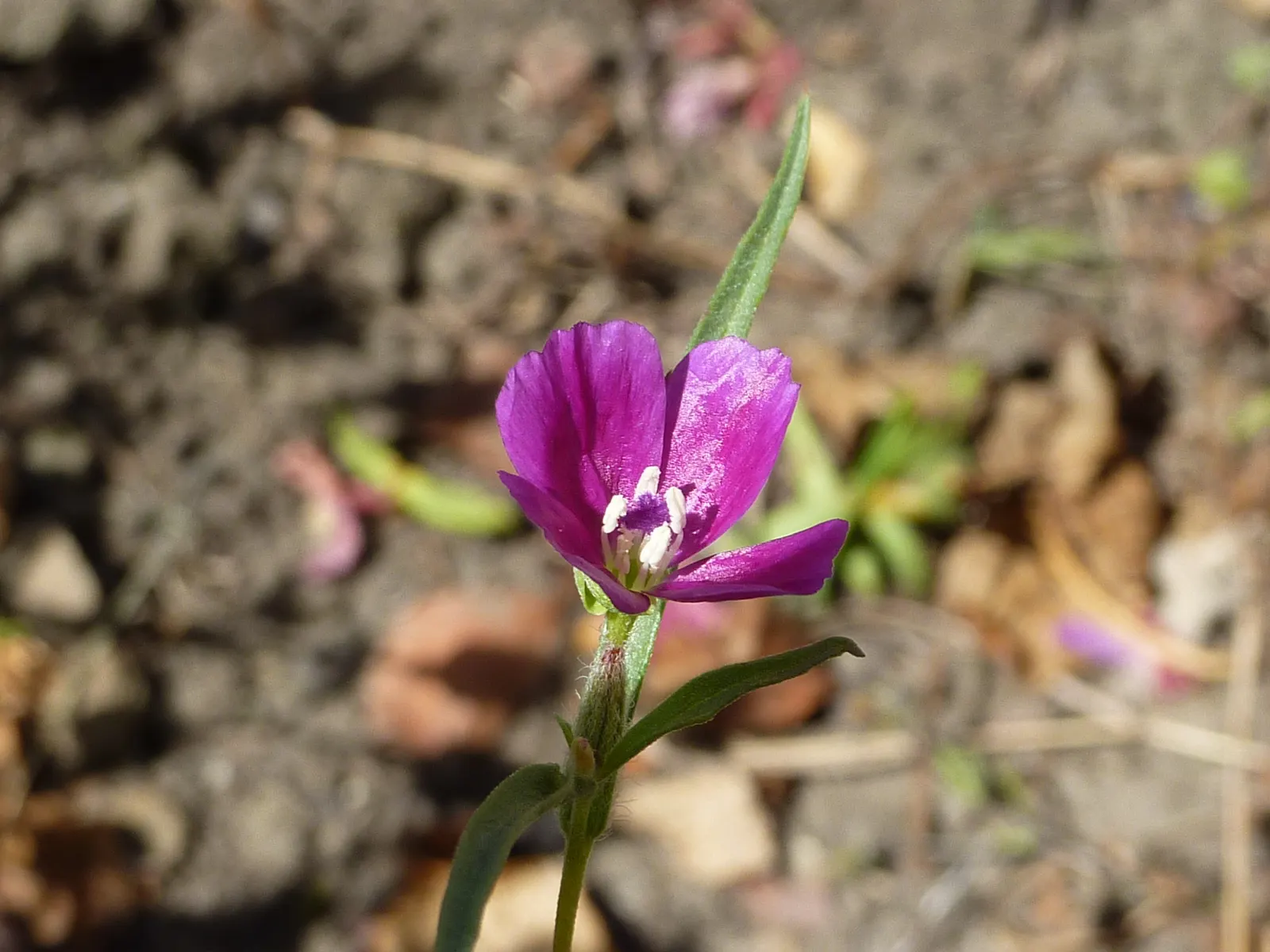 Western Clarkia (Clarkia Purpurea) — which can reach up to 2-3 feet in height and around 1 foot in spread