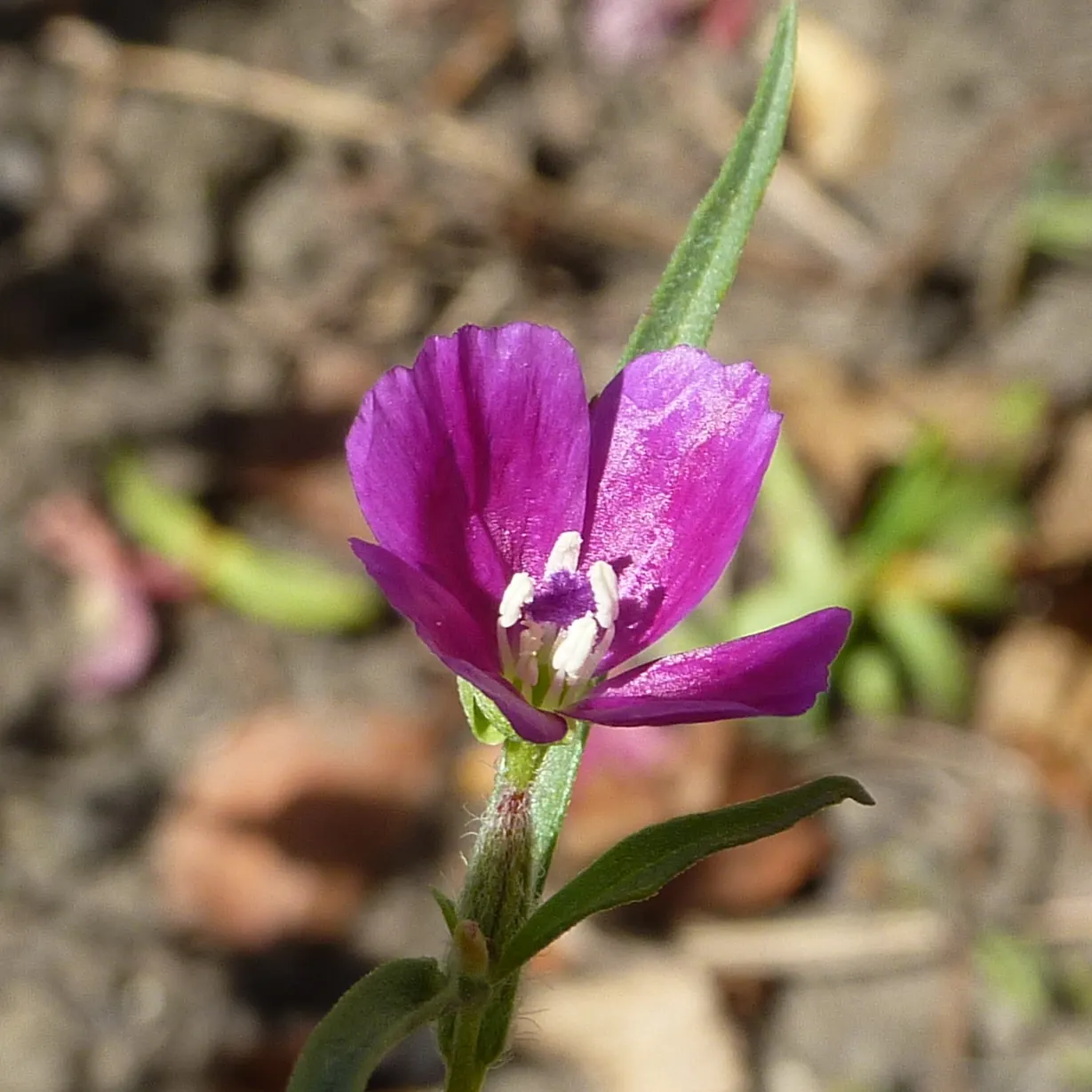 Western Clarkia (Clarkia Purpurea) — The flowers are roughly 1-2 inches in diameter and are held aloft on slender