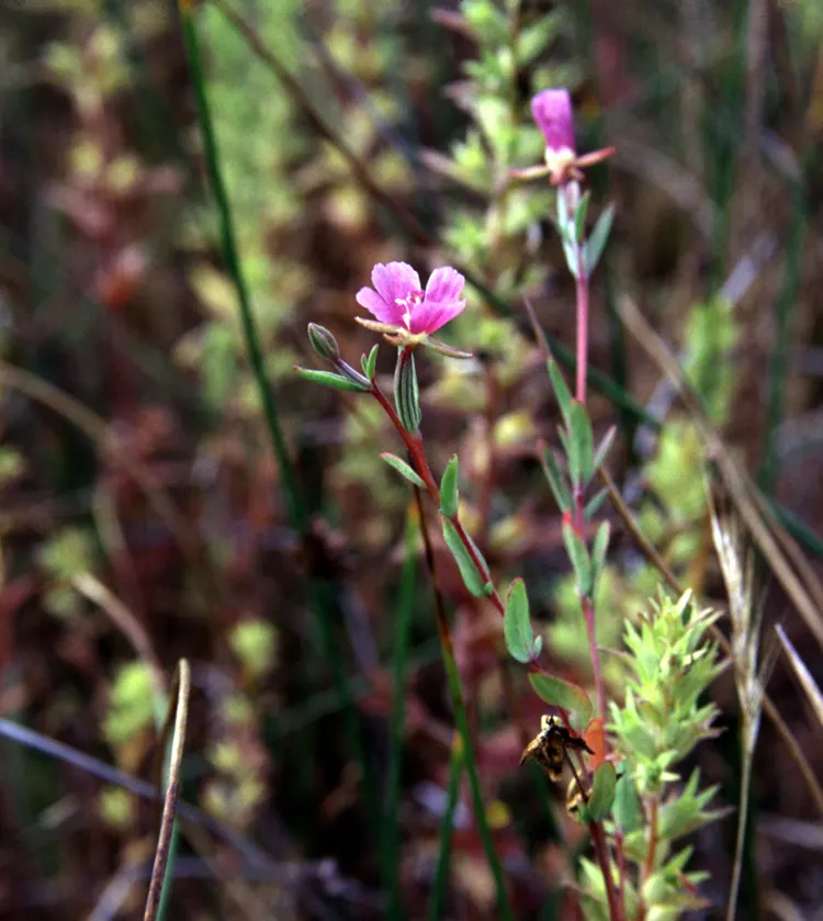 Western Clarkia (Clarkia Purpurea) — from deep purples to vibrant pinks