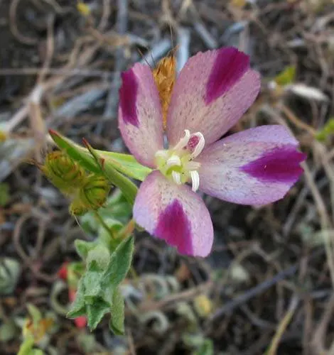 Western Clarkia (Clarkia Purpurea) — is a charming and versatile annual wildflower native to the western United States