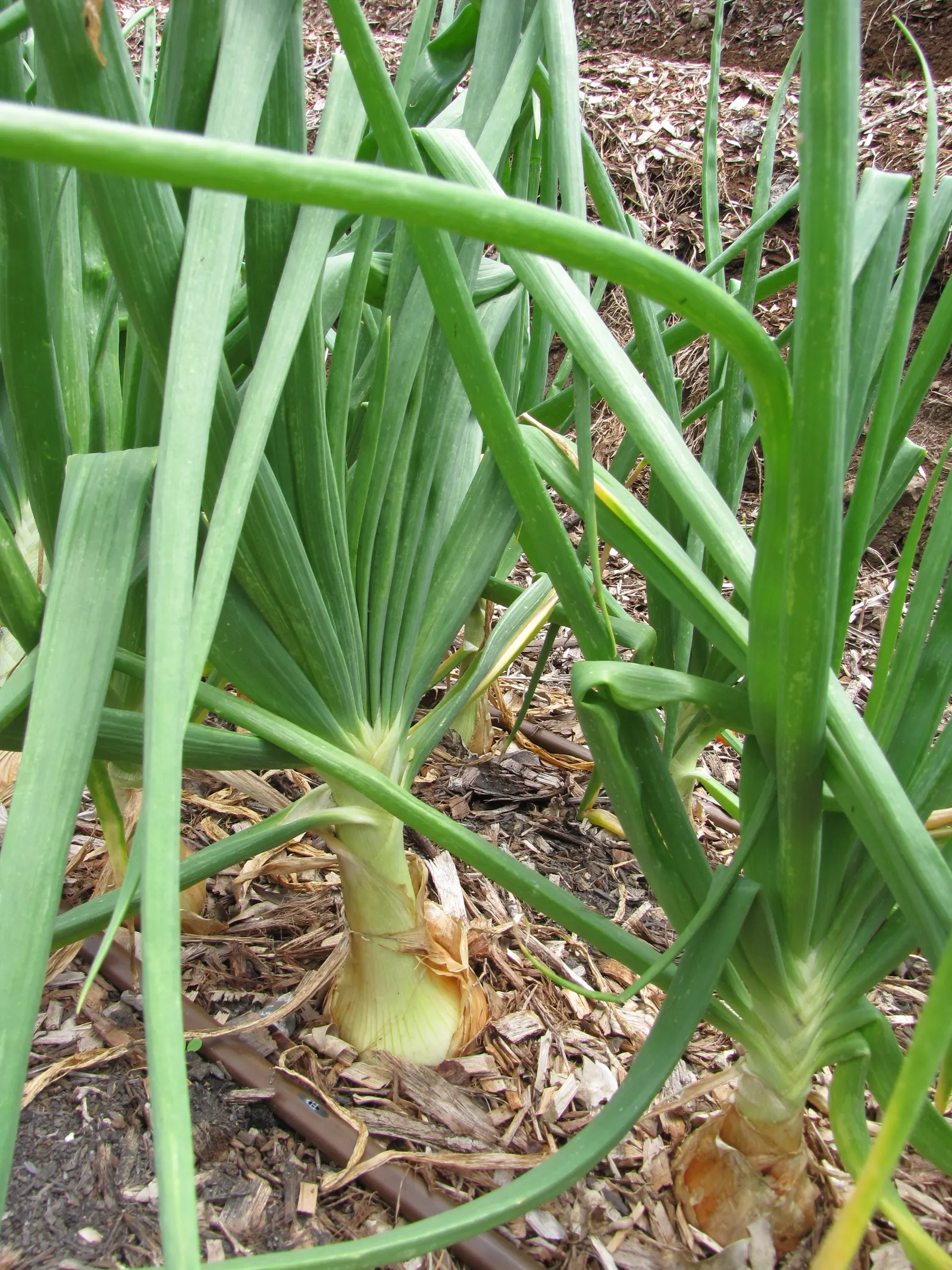 Ornamental Onion (Allium Cv.) — These globes can reach up to 4 inches in diameter atop sturdy stems that stand 1-4 feet tall