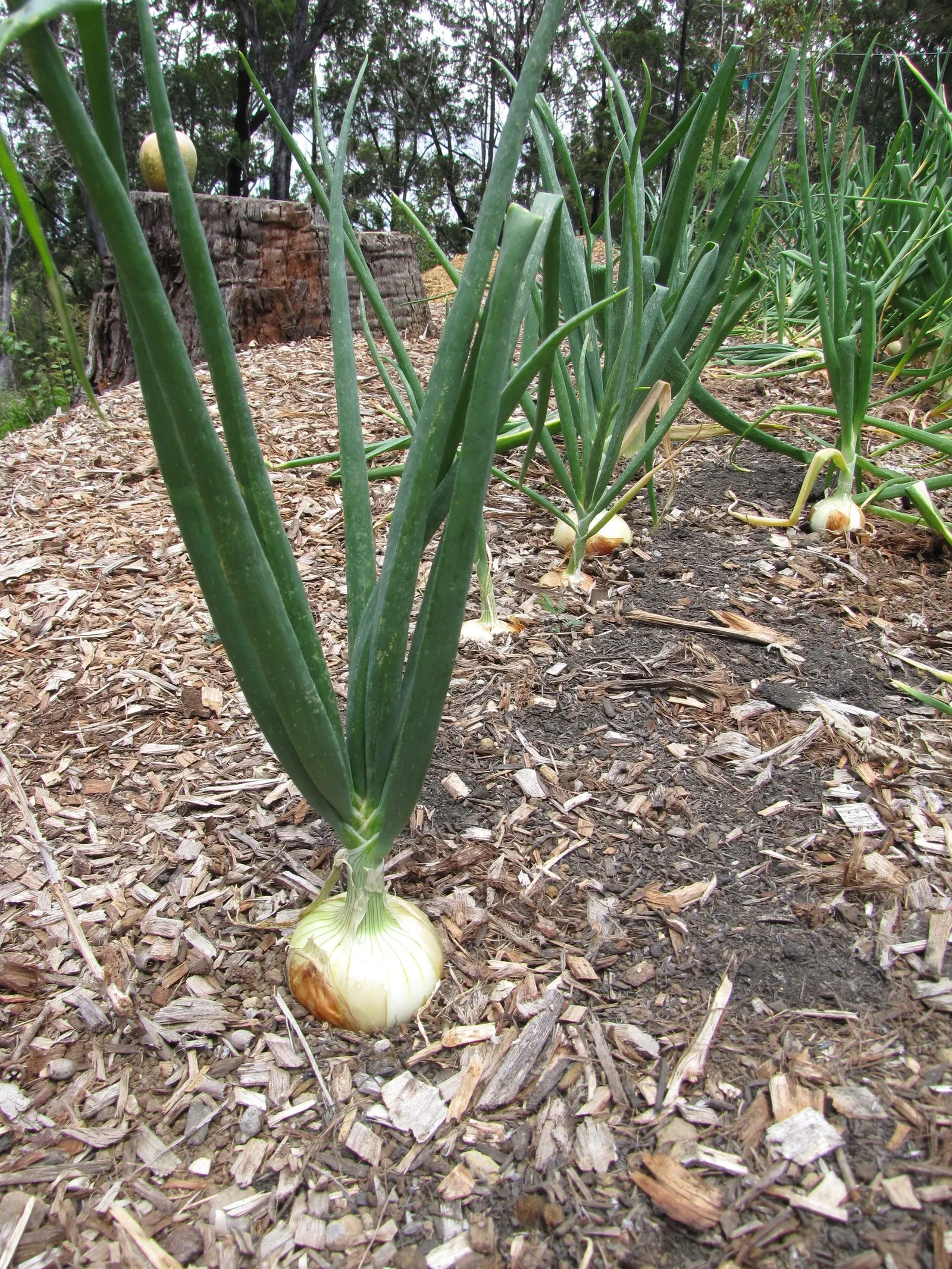 Ornamental Onion (Allium Cv.) — offering a unique texture and a bold pop of color to garden designs