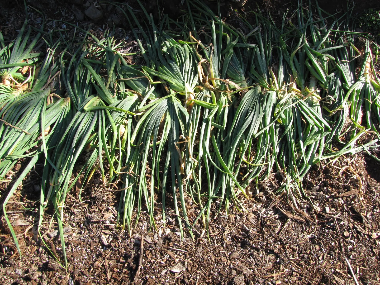 Ornamental Onion (Allium Cv.) — It is renowned for its striking spherical flower clusters perched atop slender