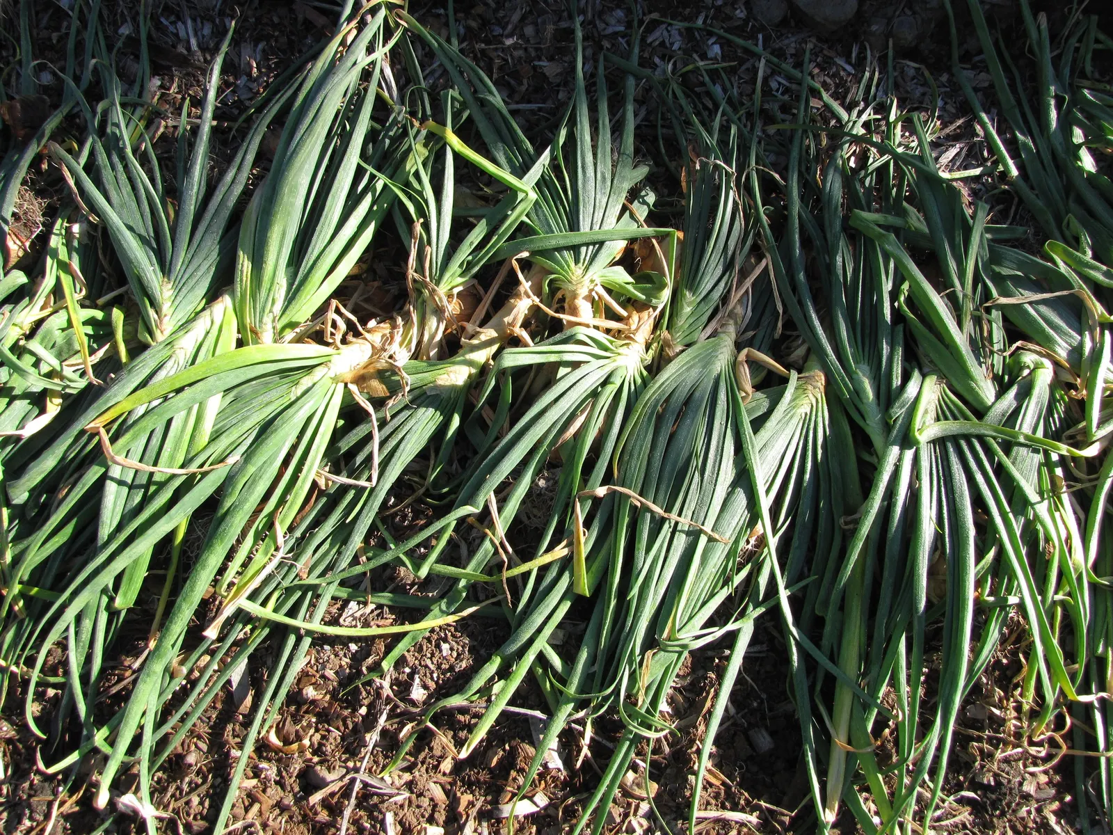 Ornamental Onion (Allium Cv.) — is an alluring bulbous perennial that adds visual interest and a burst of color to any garden