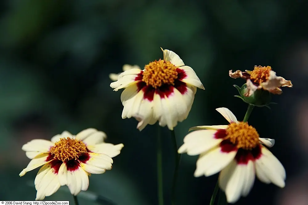Snowberry Tickseed (Coreopsis 'Snowberry') — Perfect for borders and containers, this tickseed attracts butterflies while providing low maintenance beauty