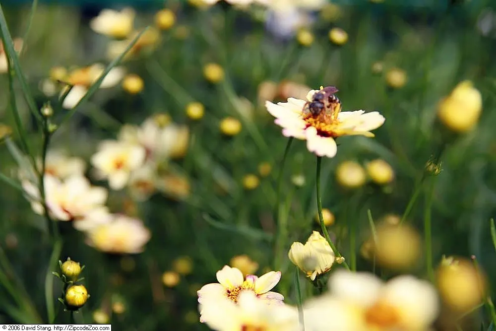 Snowberry Tickseed (Coreopsis 'Snowberry') — Deadheading promotes continuous blooms, enhancing any garden design