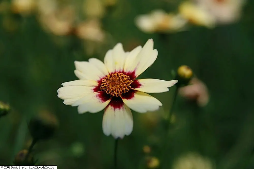 Snowberry Tickseed (Coreopsis 'Snowberry') — Coreopsis 'Snowberry' is a hardy perennial featuring charming, creamy white blooms with burgundy centers