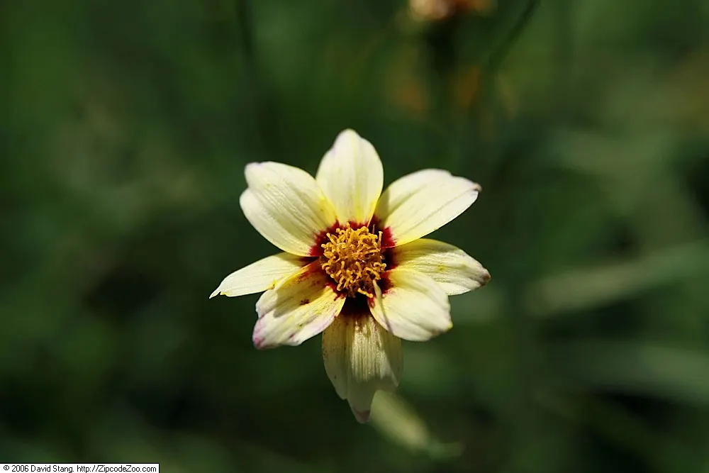 Snowberry Tickseed (Coreopsis 'Snowberry') — commonly referred to as Snowberry Tickseed