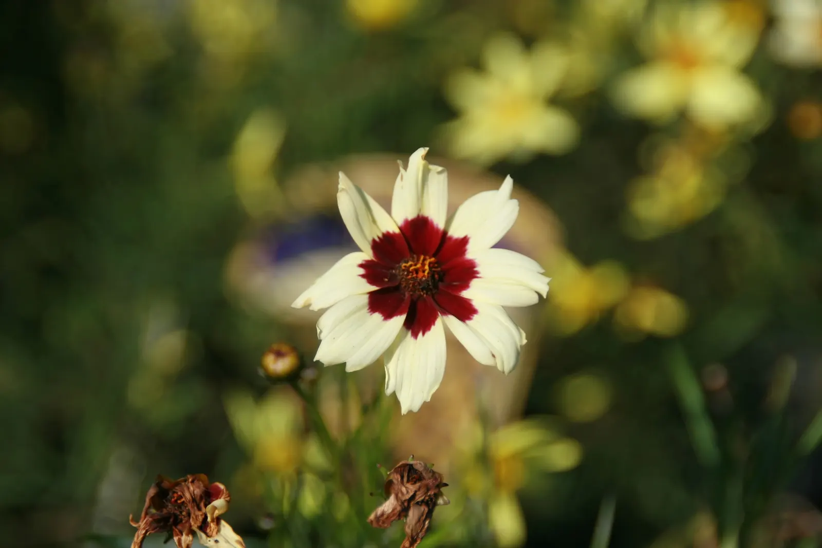 Snowberry Tickseed (Coreopsis 'Snowberry') — Thriving in USDA zones 5-9, it prefers full sun exposure and well-drained soil