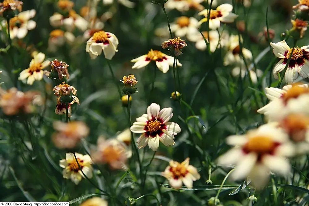 Snowberry Tickseed (Coreopsis 'Snowberry') — Flowering from early summer to fall, it grows to an optimal height of 12-18 inches with a similar spread