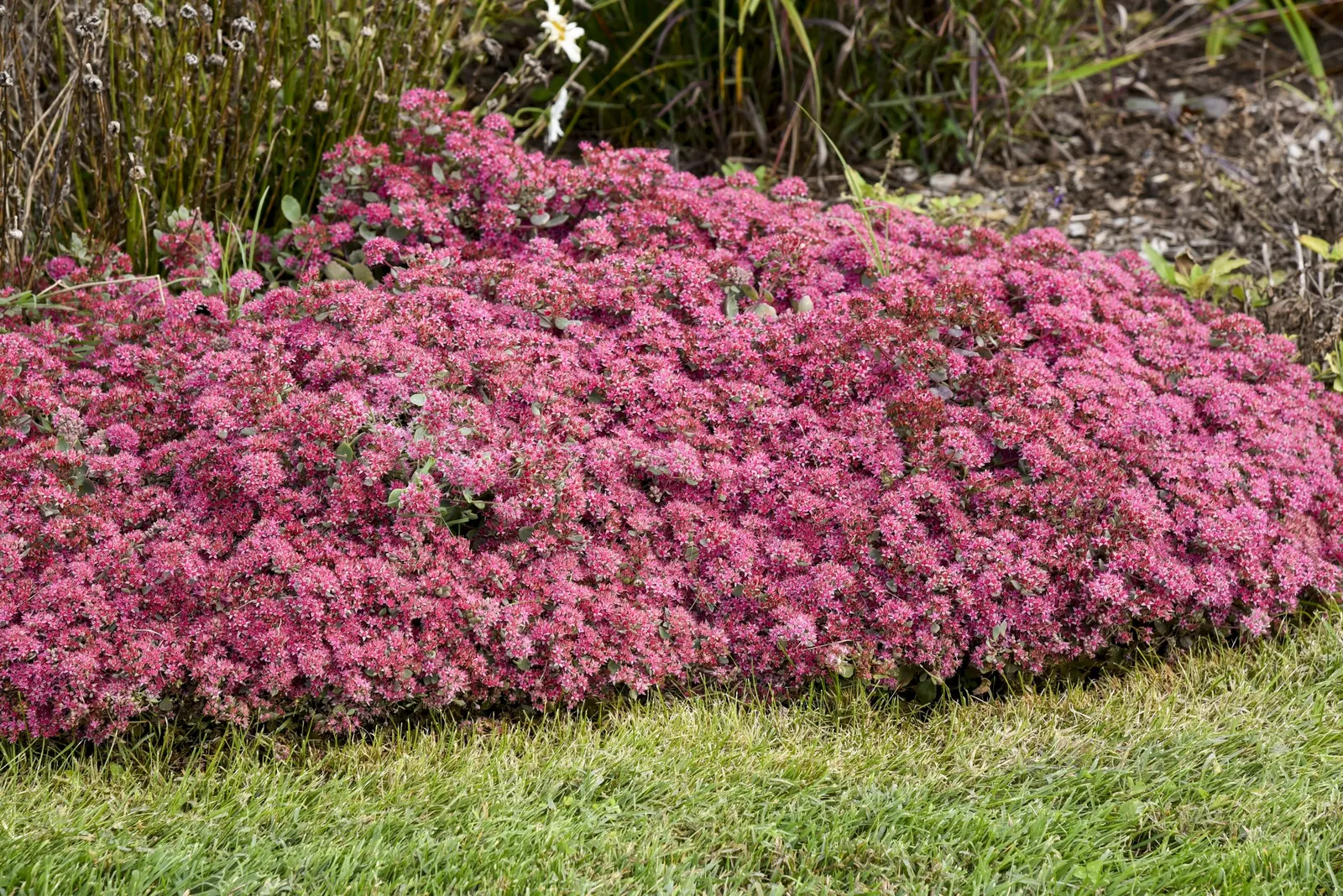 'Superstar' Stonecrop (Sedum hybrid) — The Sedum hybrid 'Superstar' is a compact Proven Winners® stonecrop with dark turquoise