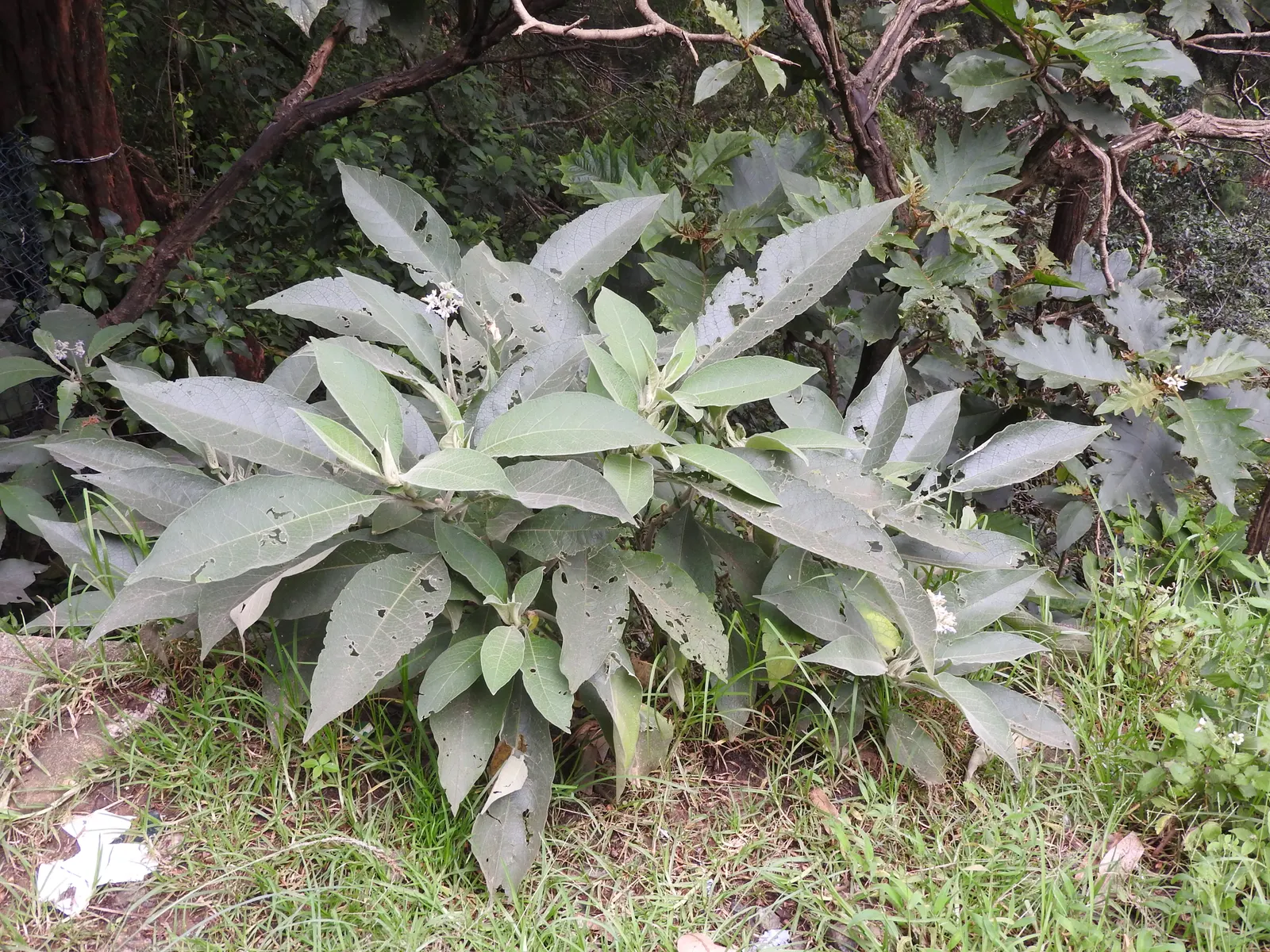 Flannel Bush (Fremontodendron Californicum) — dark green leaves that are slightly lobed and covered with star-shaped hairs; these showy blossoms are cup-shaped