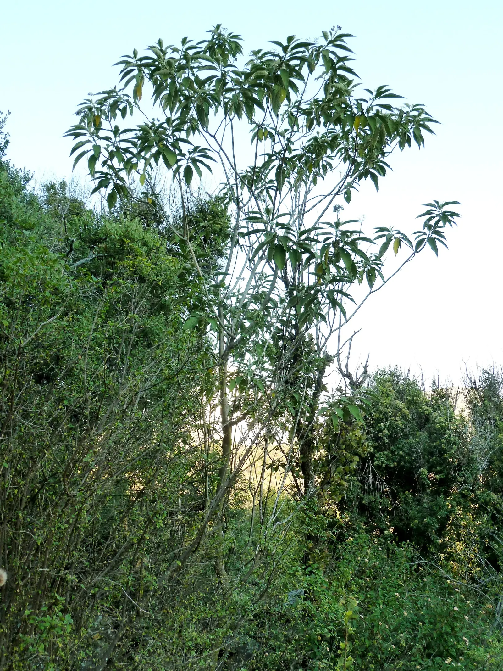 Flannel Bush (Fremontodendron Californicum) — making it an ideal choice for landscapes in arid climates or where water conservation is a priority