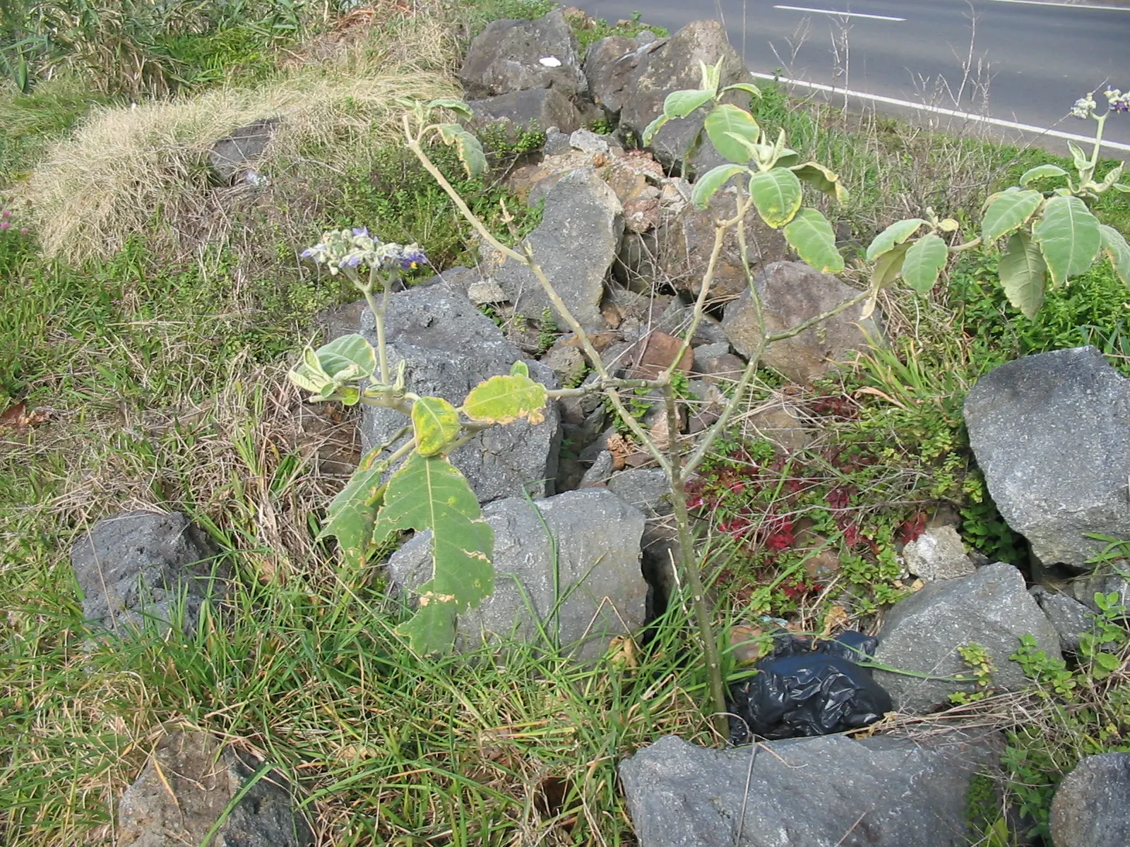Flannel Bush (Fremontodendron Californicum) — which can be up to 3 inches across