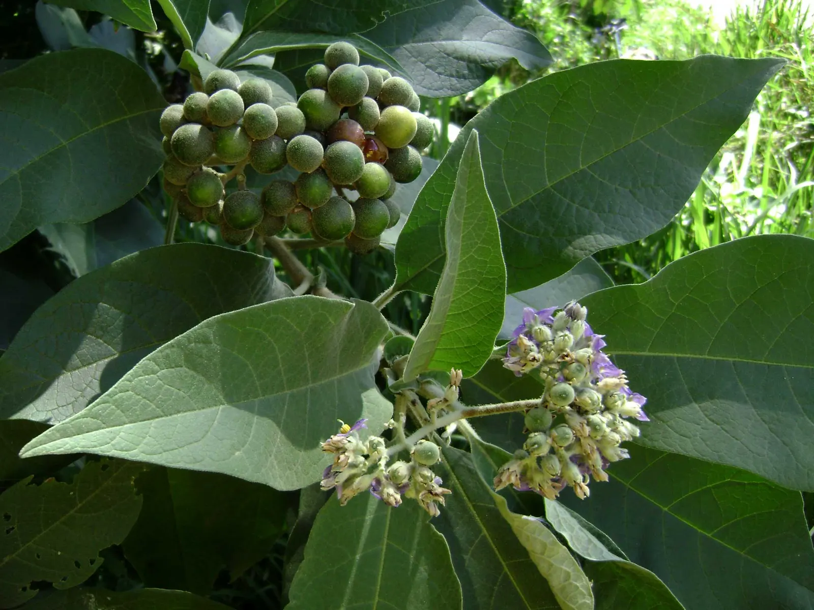Flannel Bush (Fremontodendron Californicum) — it does not require frequent watering or fertilizing; flannel Bush (Fremontodendron californicum) is a vibrant