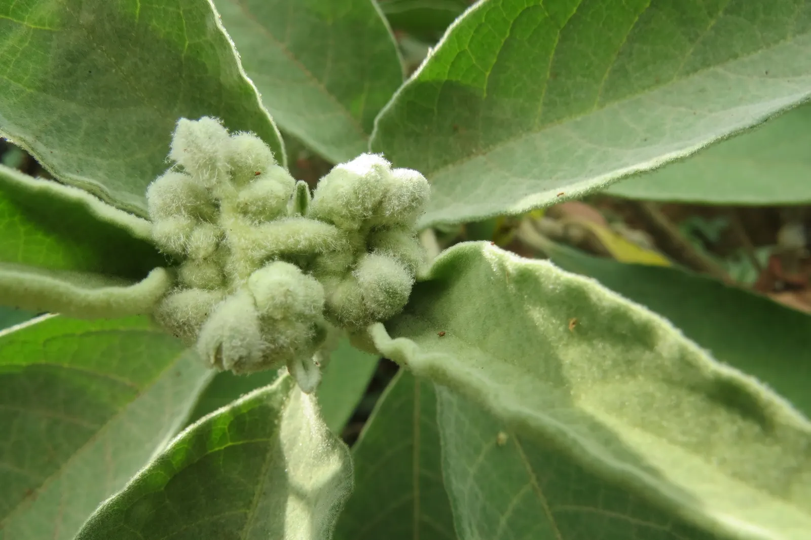 Flannel Bush (Fremontodendron Californicum) — the plant is adorned with vibrant yellow flowers