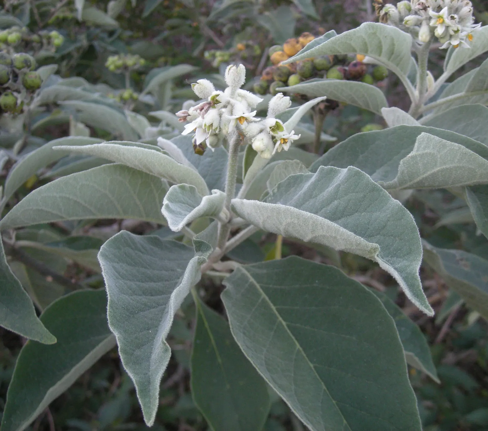 Flannel Bush (Fremontodendron Californicum) — Its velvety green leaves can cause skin irritation, so handle with care; is a vigorous evergreen shrub that