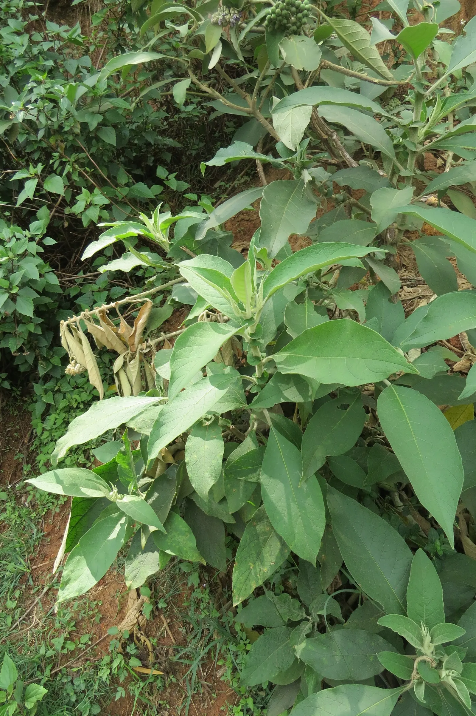 Flannel Bush (Fremontodendron Californicum) — Flannel Bush (Fremontodendron californicum) is a vibrant evergreen shrub, native to California; its velvety green