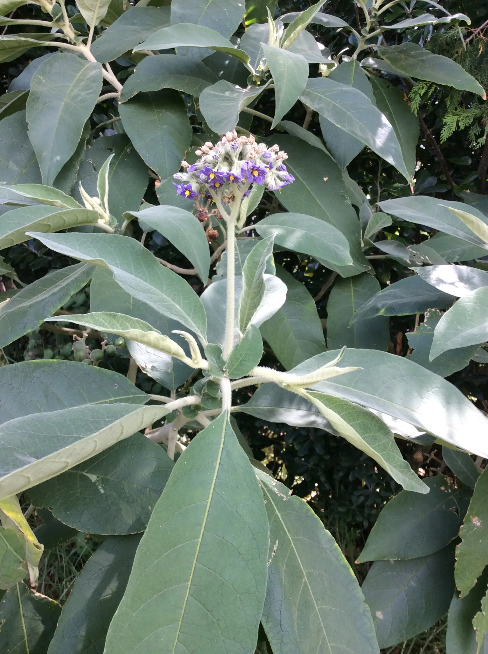 Flannel Bush (Fremontodendron Californicum) — it does not require frequent watering or fertilizing