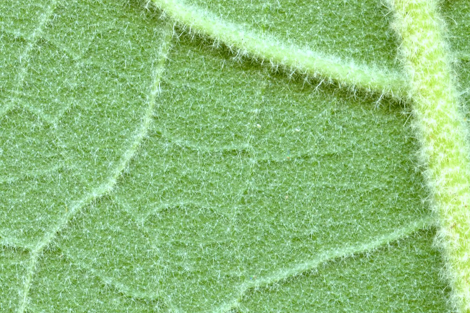 Flannel Bush (Fremontodendron Californicum) — the Flannel Bush thrives in well-draining soils