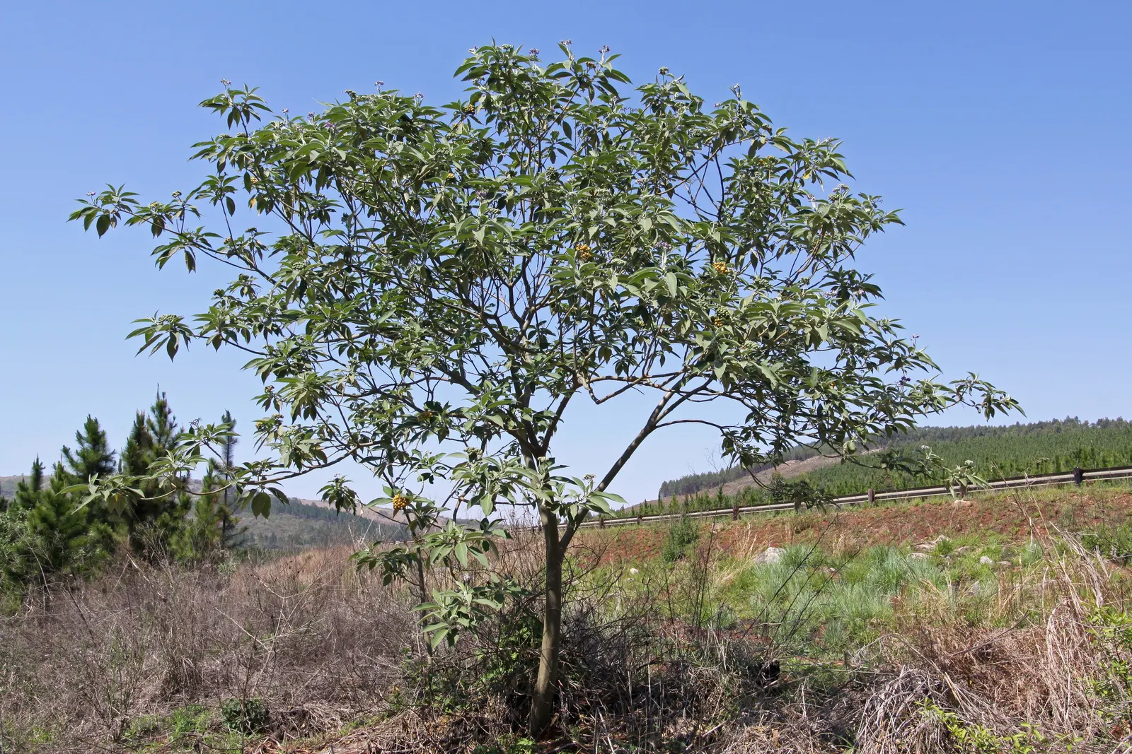 Flannel Bush (Fremontodendron Californicum) — scientifically named Fremontodendron californicum; it boasts large, showy yellow flowers up to 3 inches across