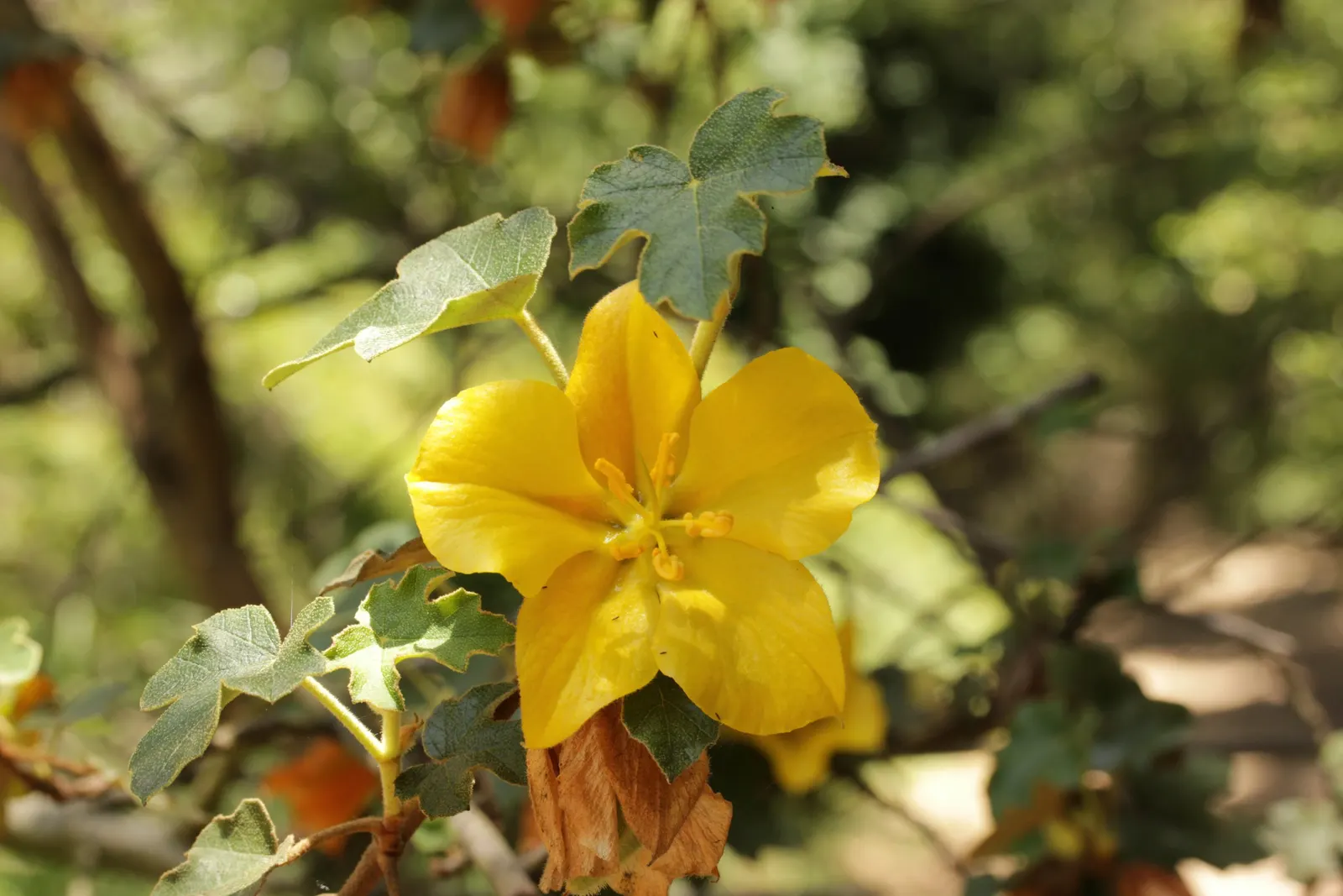 Flannel Bush (Fremontodendron Californicum) — These showy blossoms are cup-shaped and have a leathery texture