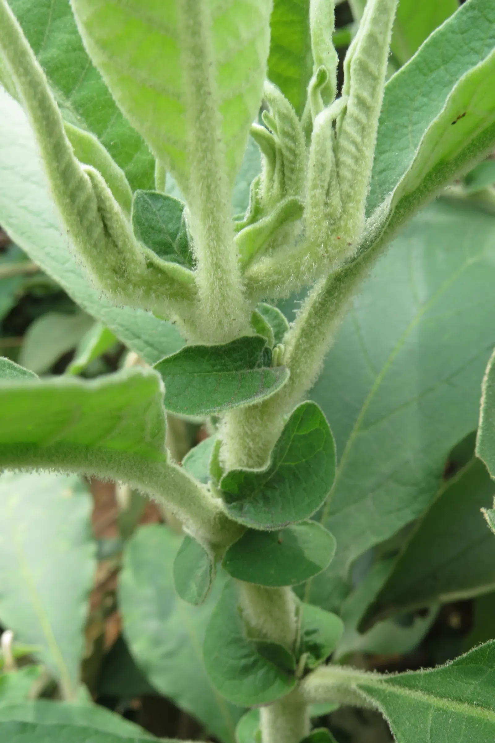 Flannel Bush (Fremontodendron Californicum) — yellow flowers in the garden