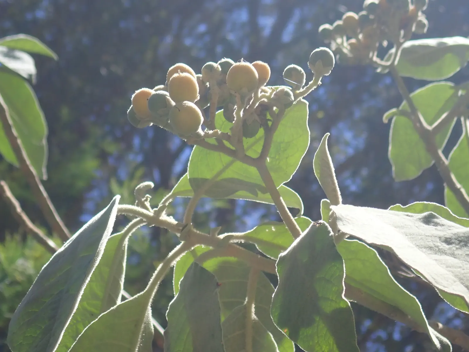 Flannel Bush (Fremontodendron Californicum) — This drought-tolerant plant thrives in full sun, reaching up to 20 feet tall and wide