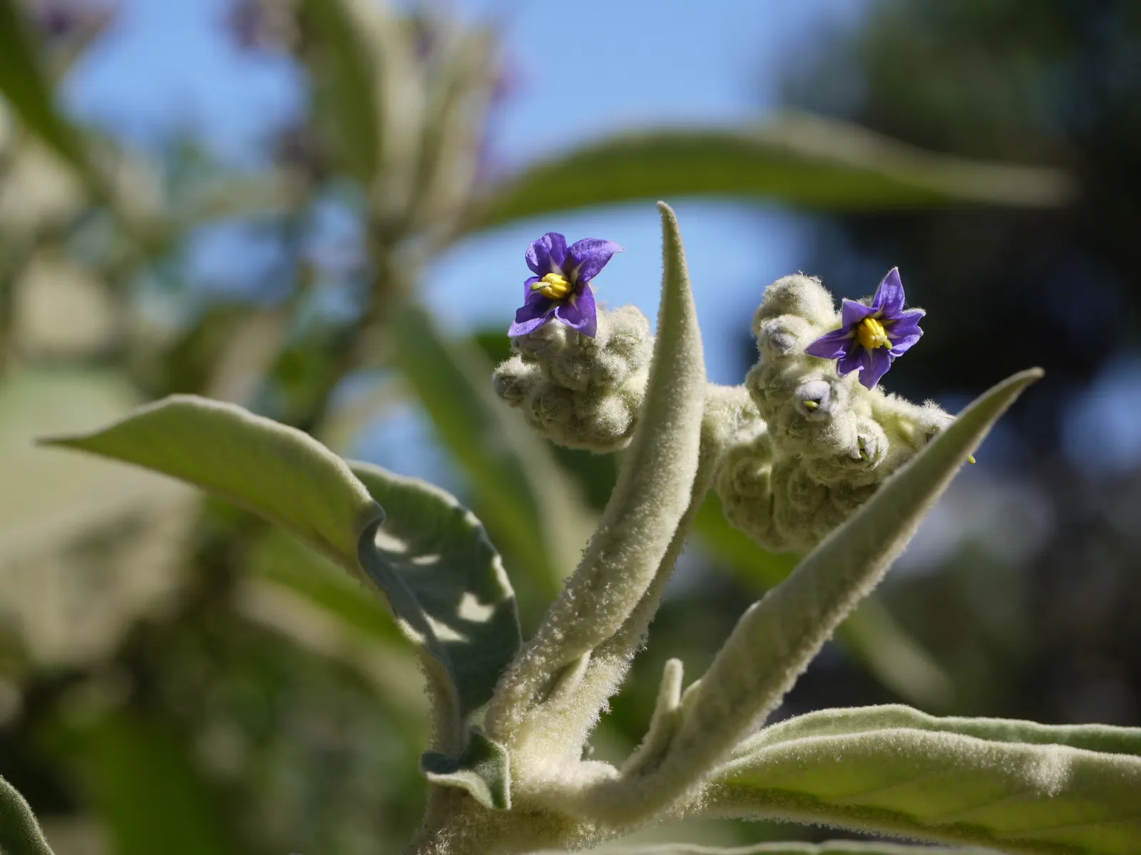 Flannel Bush (Fremontodendron Californicum) — scientifically named Fremontodendron californicum; it boasts large, showy yellow flowers up to 3, image 42