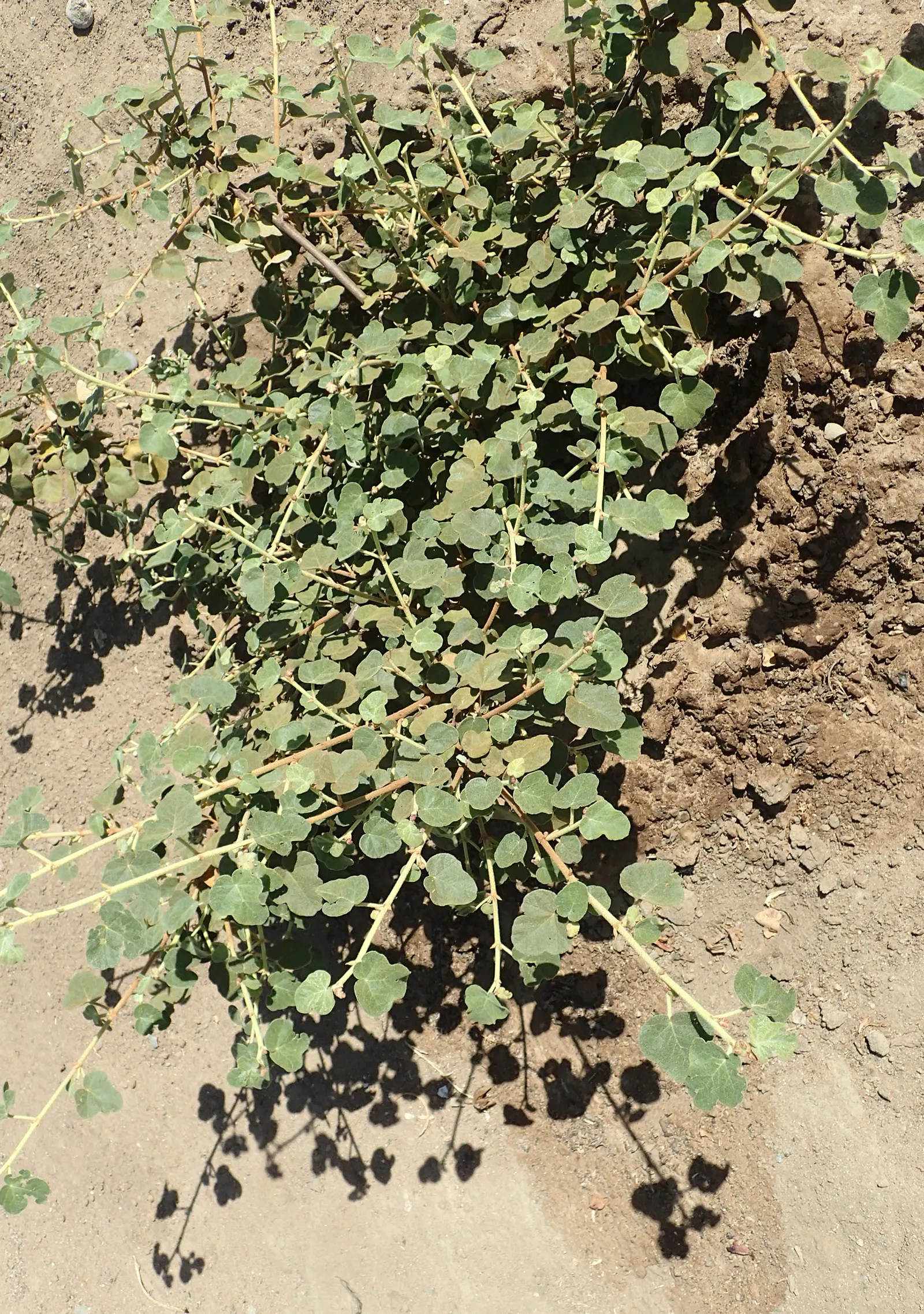 Flannel Bush (Fremontodendron Californicum) — is a vigorous evergreen shrub that originates from the southwestern areas of the United States; dark, image 43
