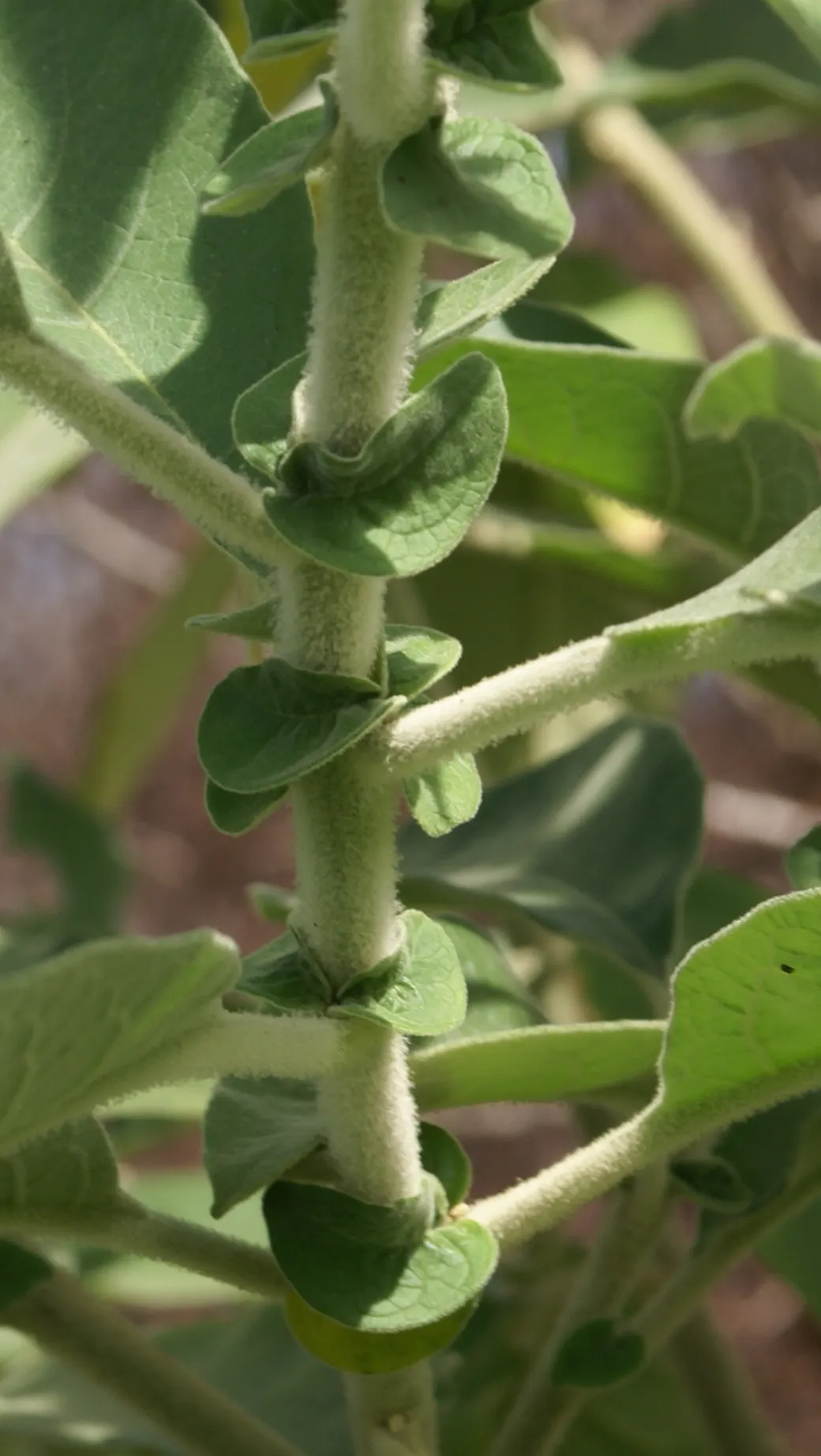 Flannel Bush (Fremontodendron Californicum) — is a vigorous evergreen shrub that originates from the southwestern areas of the United States; dark green leaves