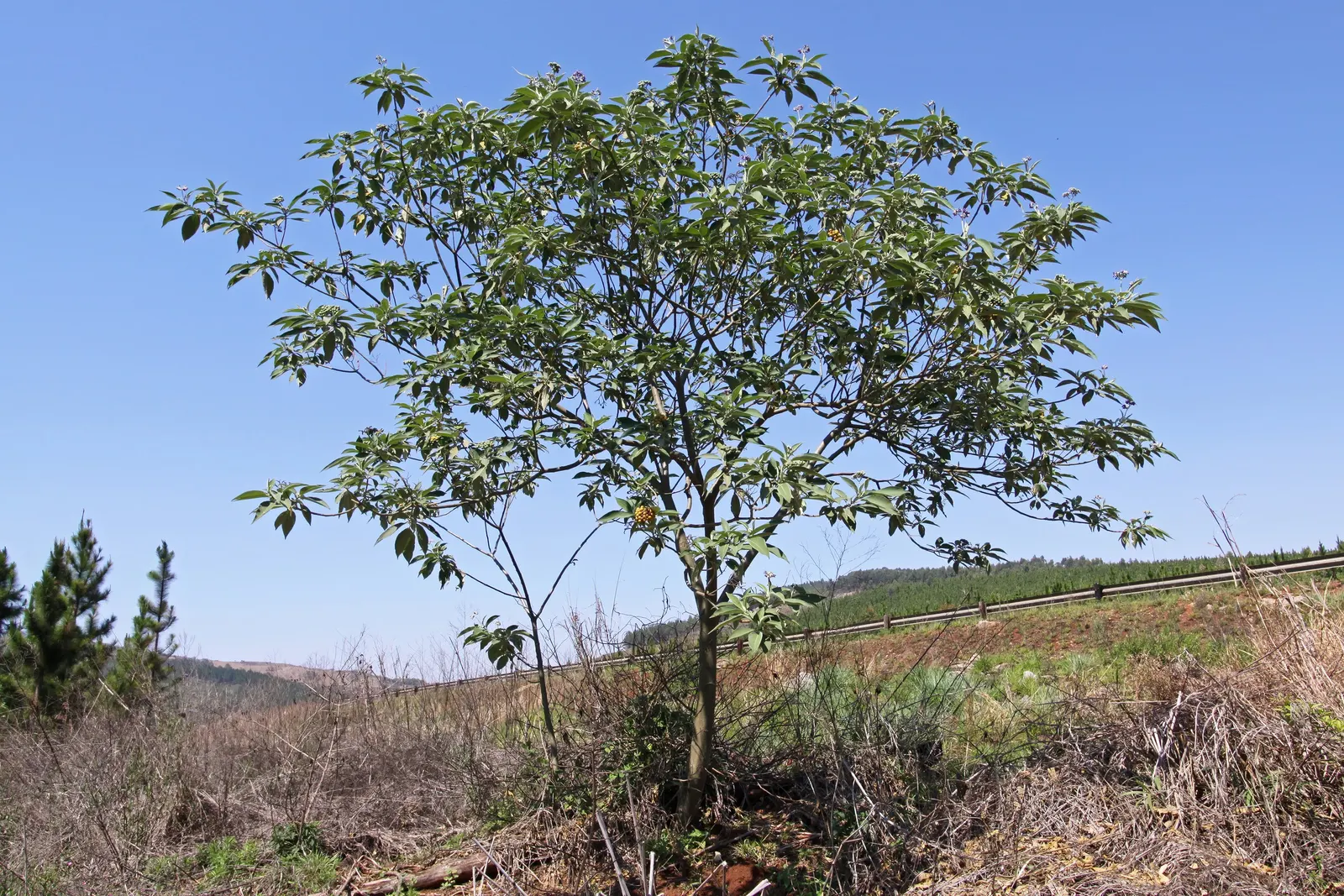Flannel Bush (Fremontodendron Californicum) — Ideal for creating a statement in xeriscaped gardens or as a privacy screen; the Flannel Bush thrives in
