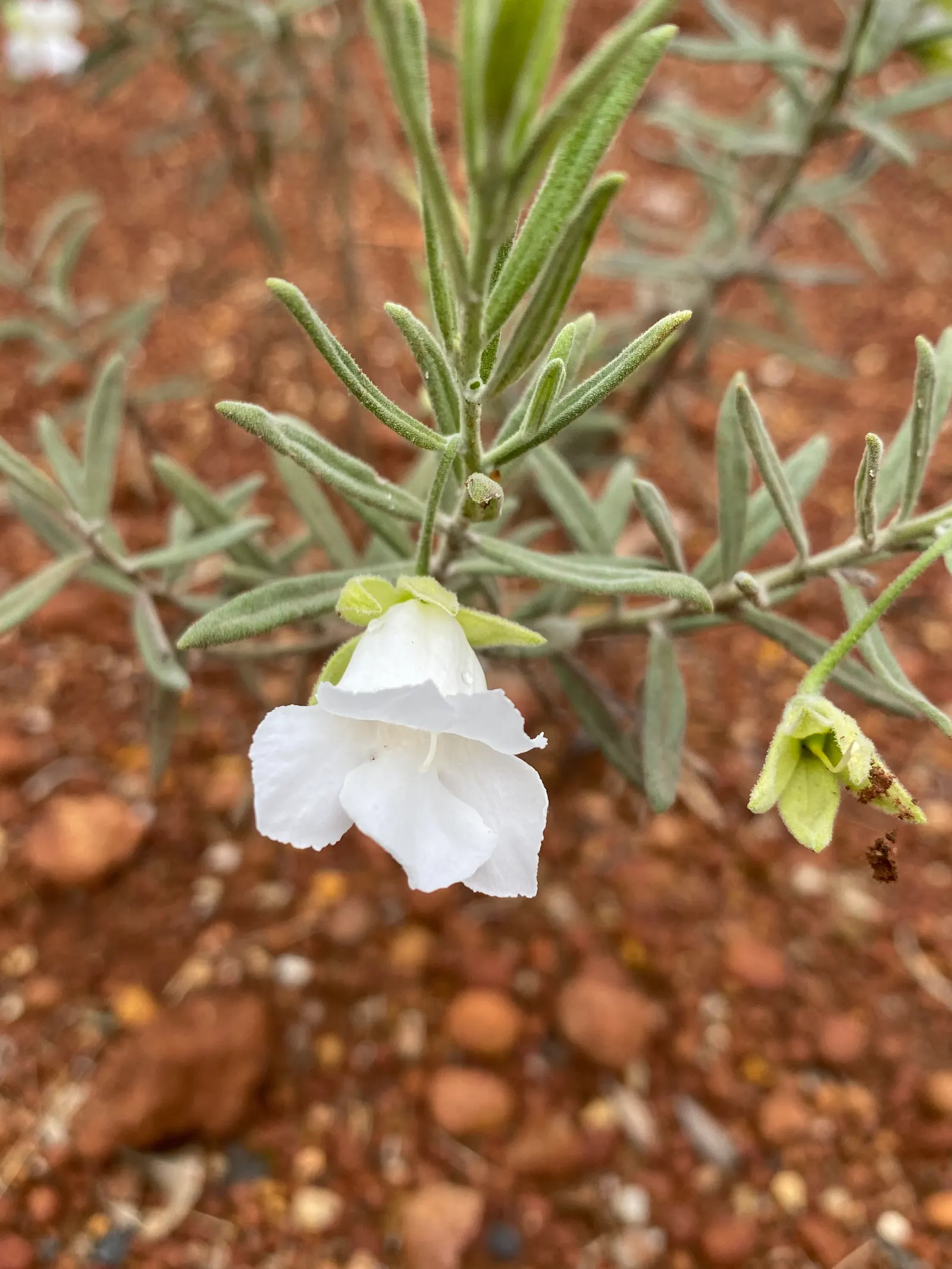 Flannel Bush (Fremontodendron Californicum) — making it an ideal choice for landscapes in arid climates or where water conservation is a priority, image 53