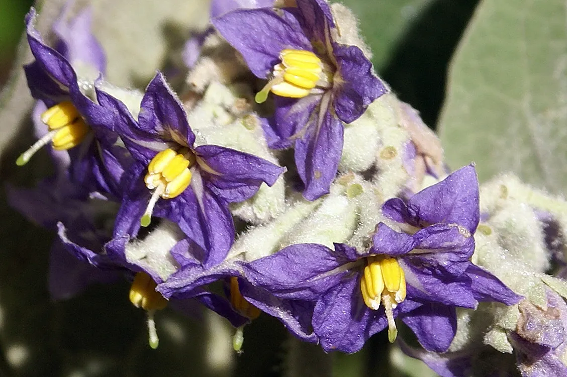 Flannel Bush (Fremontodendron Californicum) — dark green leaves that are slightly lobed and covered with star-shaped hairs