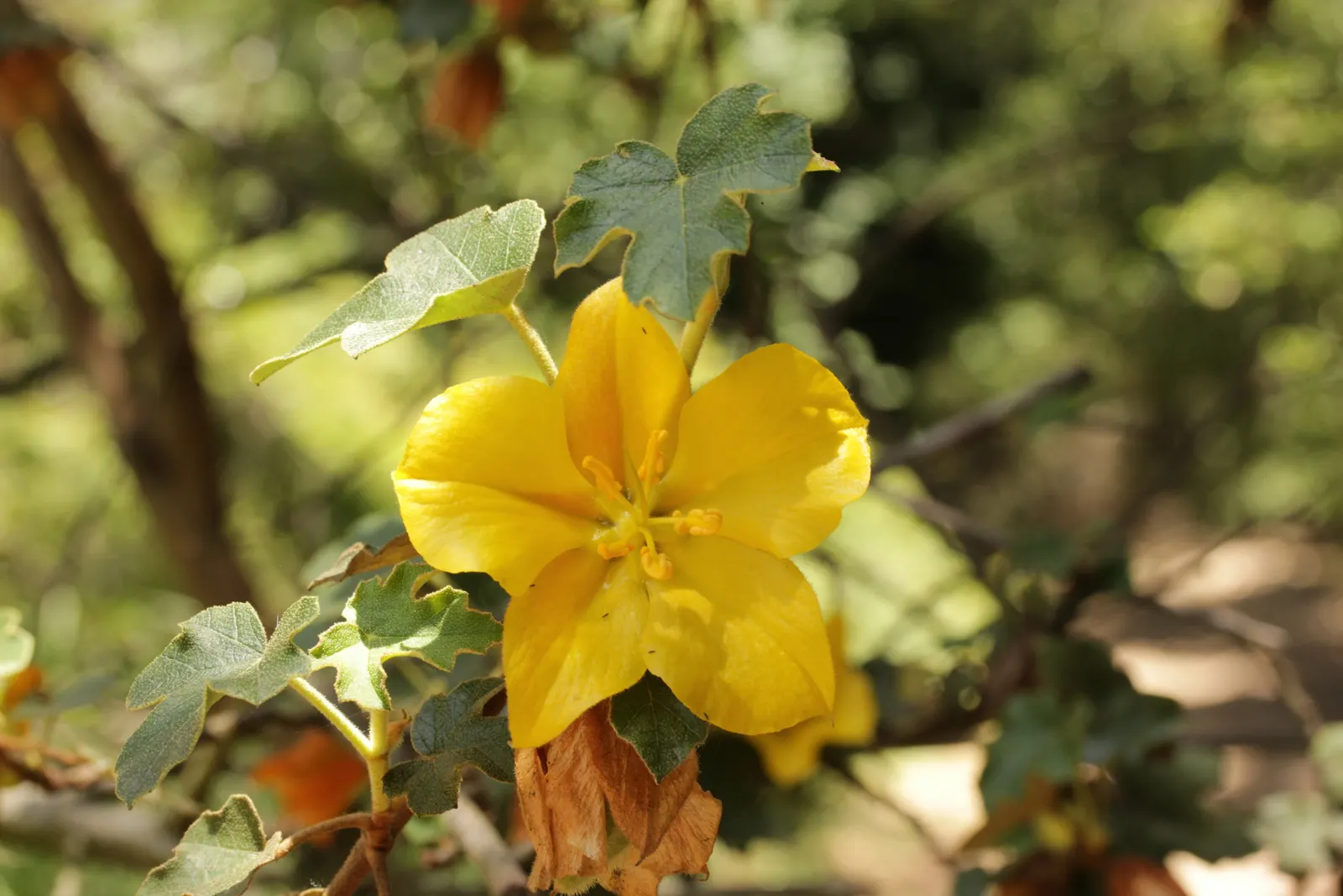 Flannel Bush (Fremontodendron Californicum) — which can be up to 3 inches across; its upright and spreading habit features dense