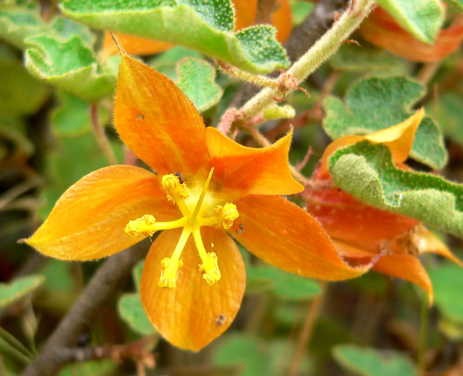 Flannel Bush (Fremontodendron Californicum) — These showy blossoms are cup-shaped and have a leathery texture; it does not require frequent watering or