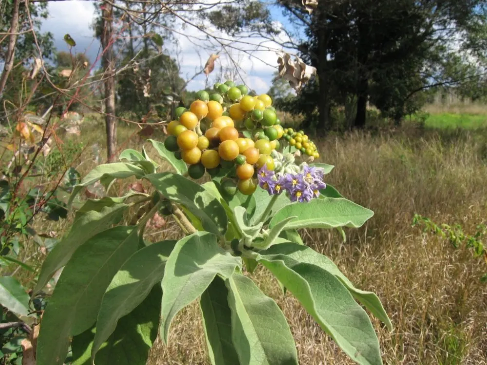 Flannel Bush (Fremontodendron Californicum) — the plant is adorned with vibrant yellow flowers; this drought-tolerant plant thrives in full sun, image 47