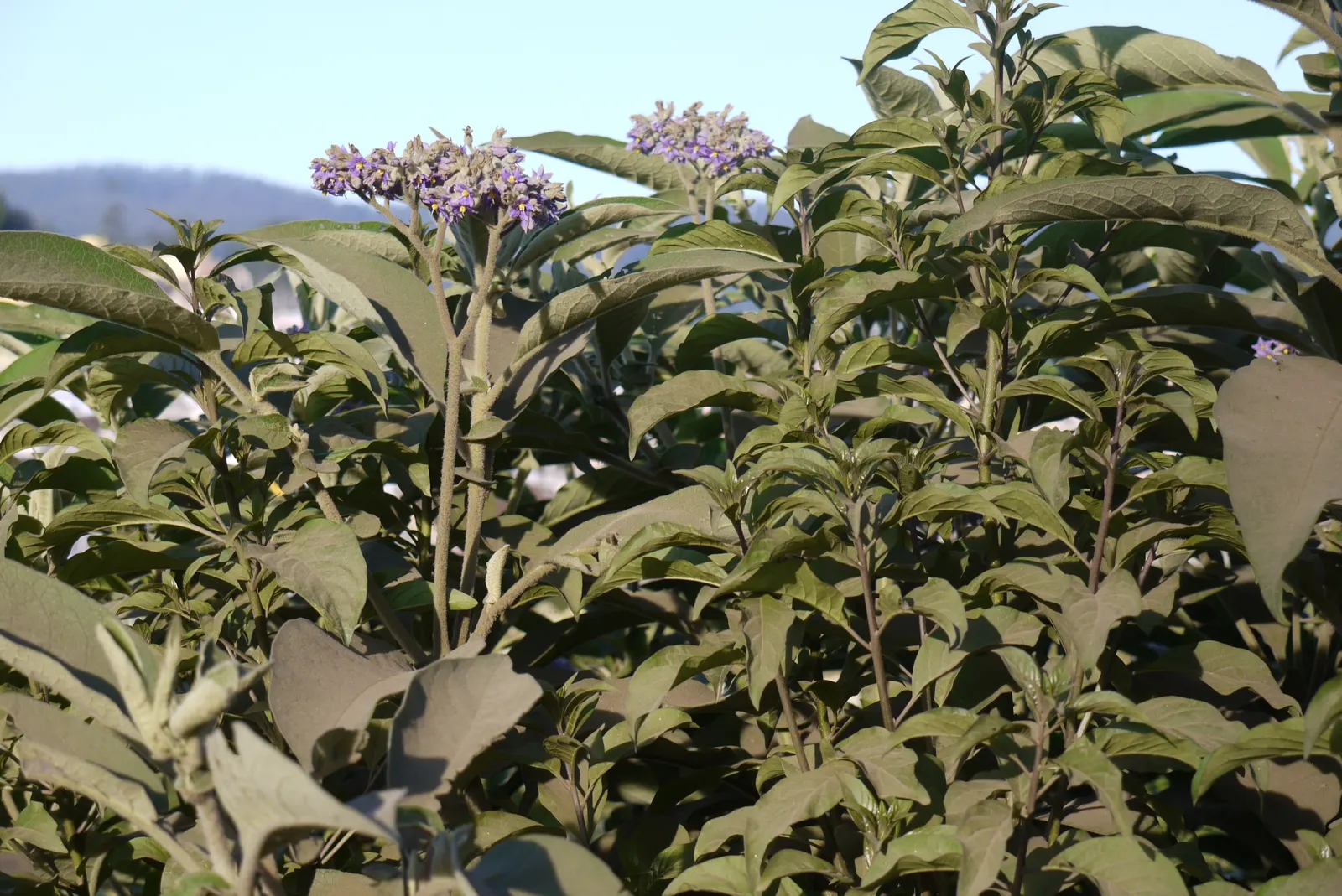 Flannel Bush (Fremontodendron Californicum) — Its upright and spreading habit features dense; scientifically named Fremontodendron californicum, image 45