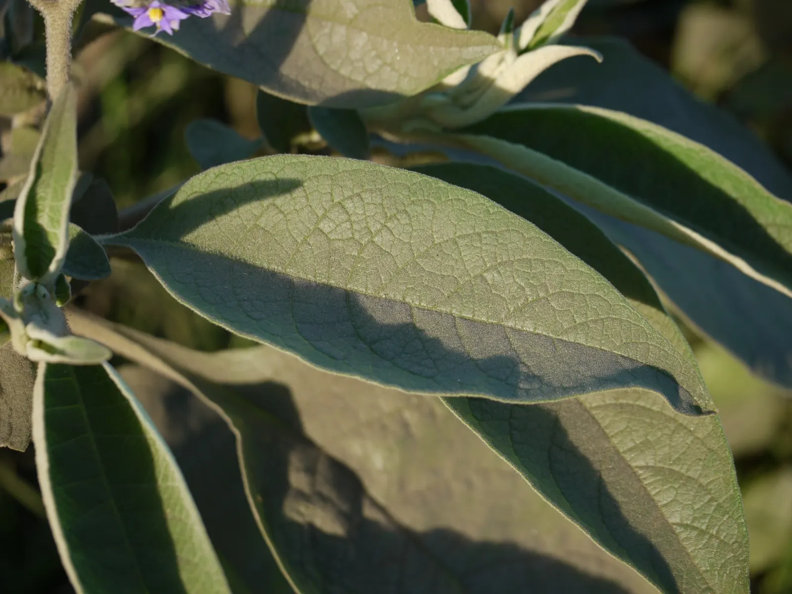 Flannel Bush (Fremontodendron Californicum) — the Flannel Bush thrives in well-draining soils; ideal for creating a statement in xeriscaped gardens or as a