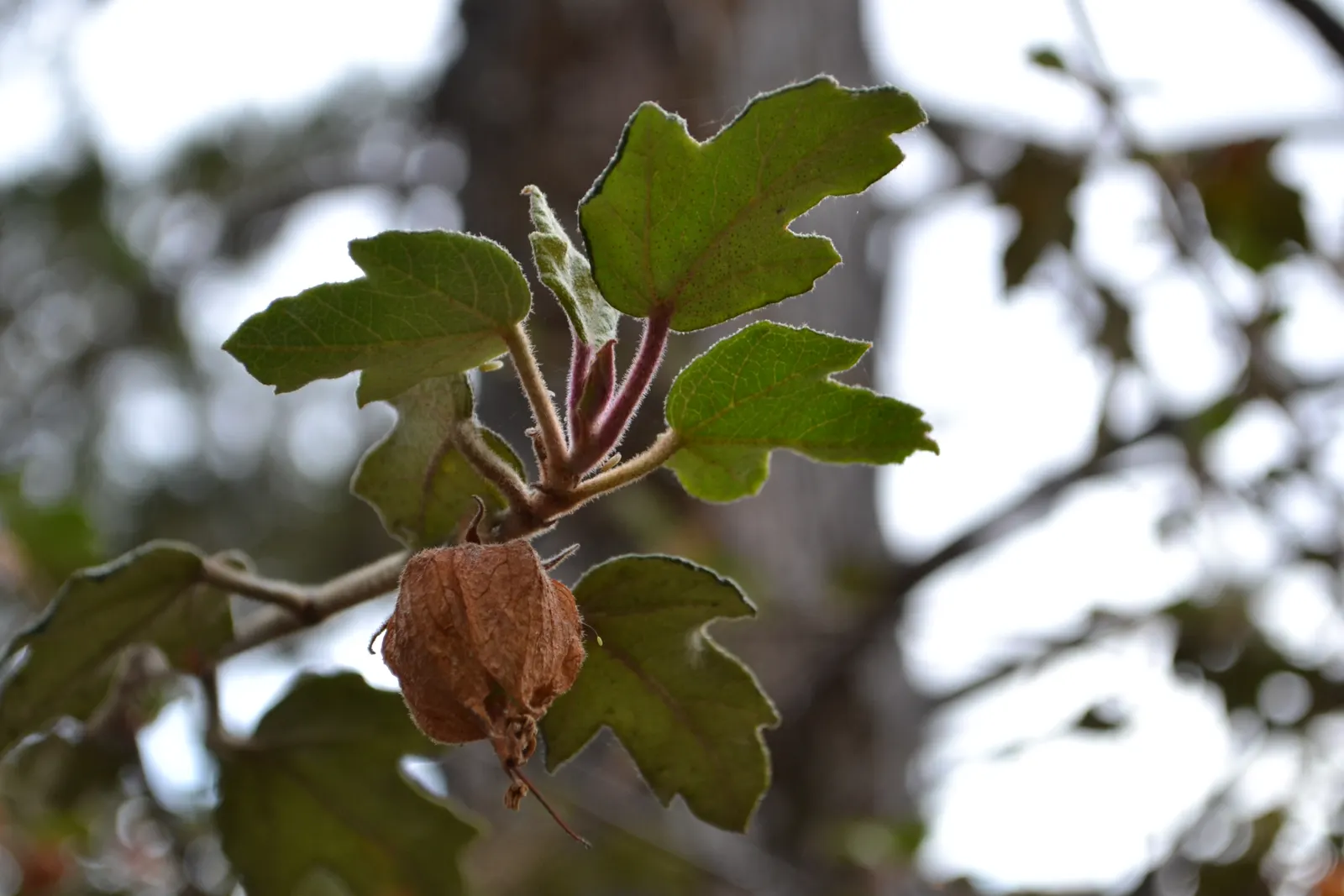 Flannel Bush (Fremontodendron Californicum) — Ideal for creating a statement in xeriscaped gardens or as a privacy screen; the Flannel Bush thrives, image 41
