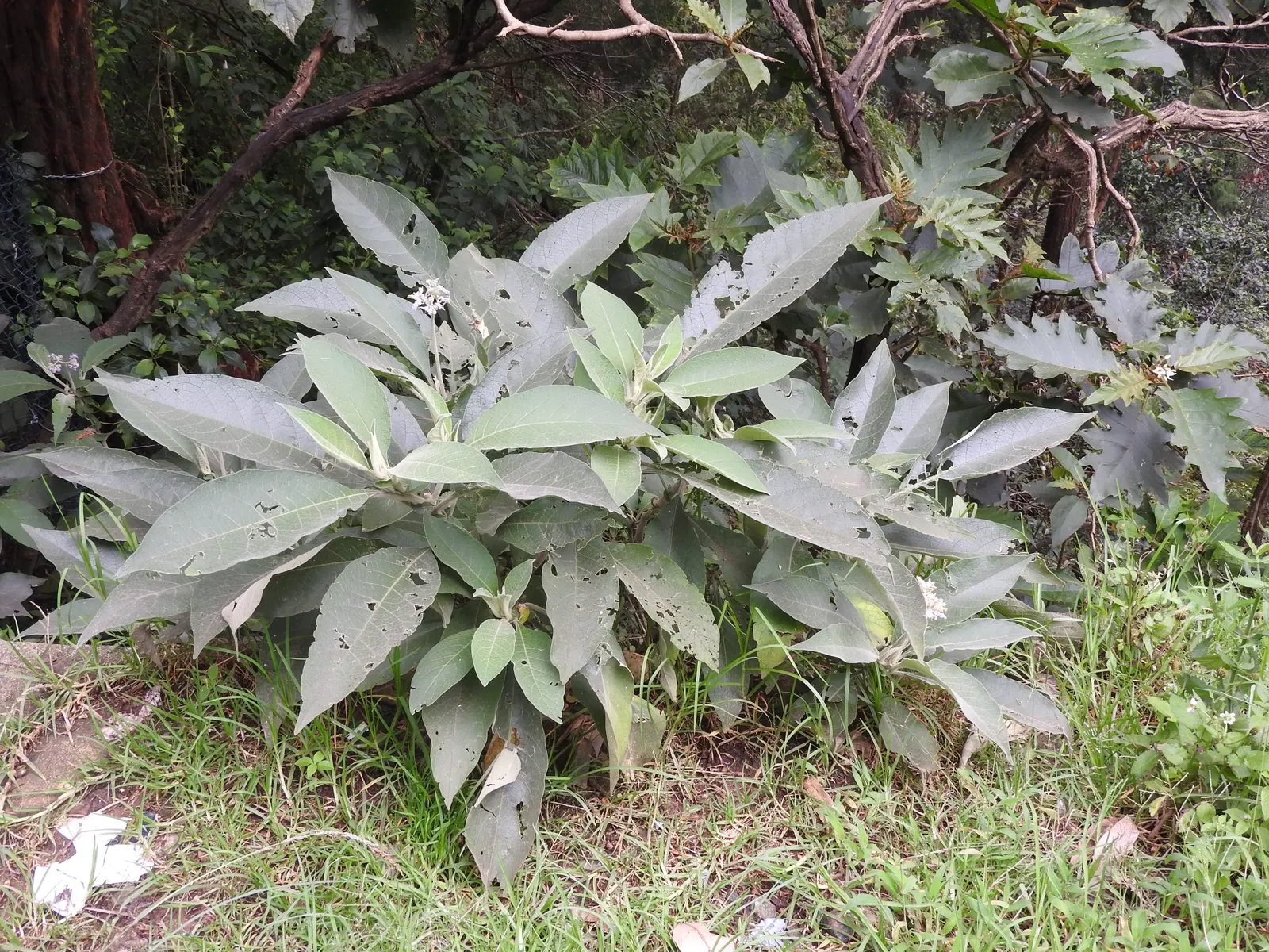 Flannel Bush (Fremontodendron Californicum) — the plant is adorned with vibrant yellow flowers; this drought-tolerant plant thrives in full sun, reaching up to