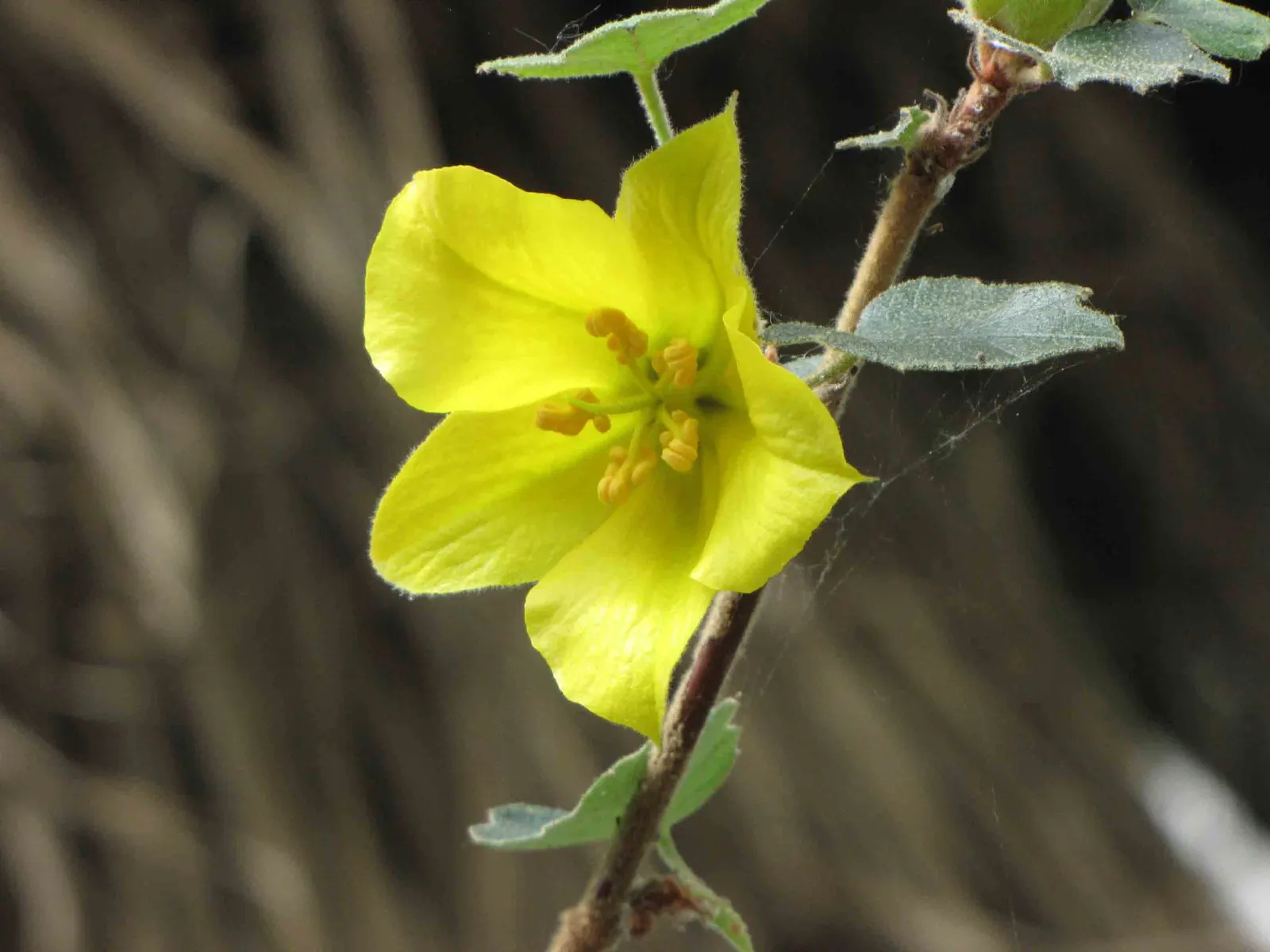 Flannel Bush (Fremontodendron Californicum) — Its upright and spreading habit features dense
